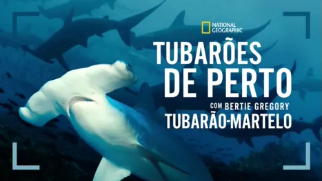 thumbnail - Tubarões de Perto com Bertie Gregory: Tubarão-martelo