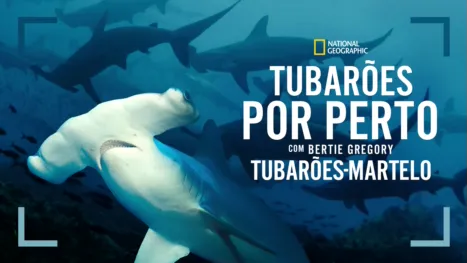thumbnail - Tubarões Por Perto com Bertie Gregory: Tubarões-martelo
