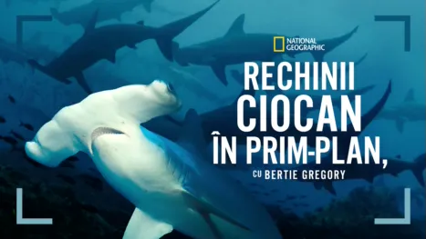 thumbnail - Rechinii ciocan în prim-plan, cu Bertie Gregory