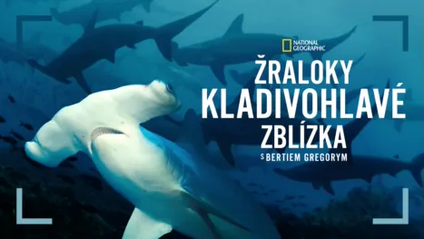 thumbnail - Žraloky kladivohlavé zblízka s Bertiem Gregorym