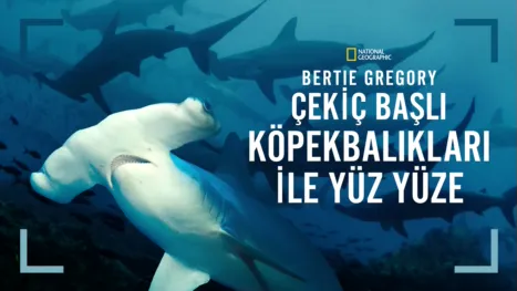 thumbnail - Bertie Gregory Çekiç Başlı Köpekbalıkları ile Yüz Yüze