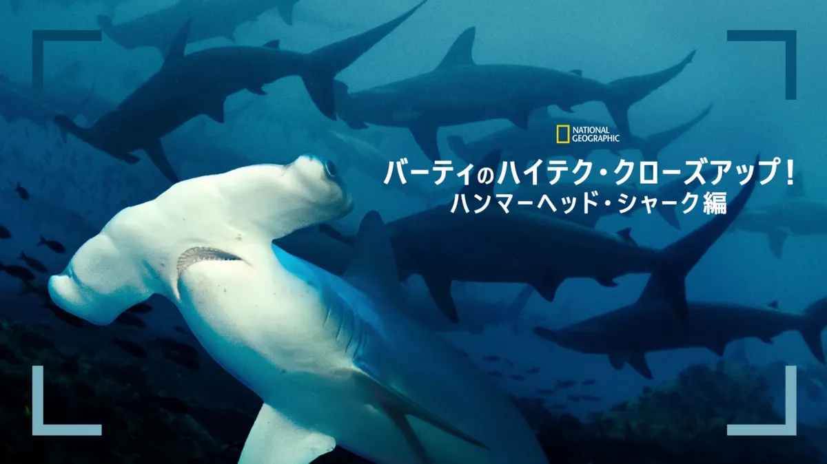 専用Nami nami factory ハンマーヘッドレスト シャーク 専用Nami nami
