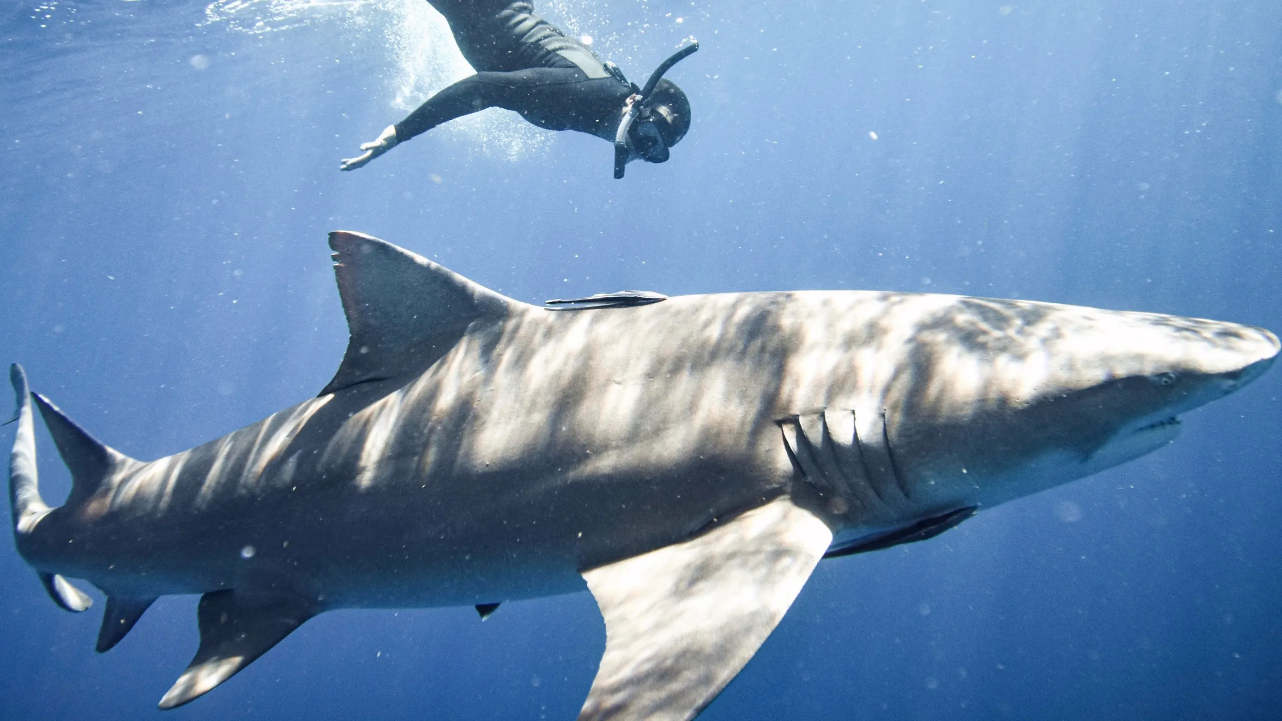 Goliath Fishing