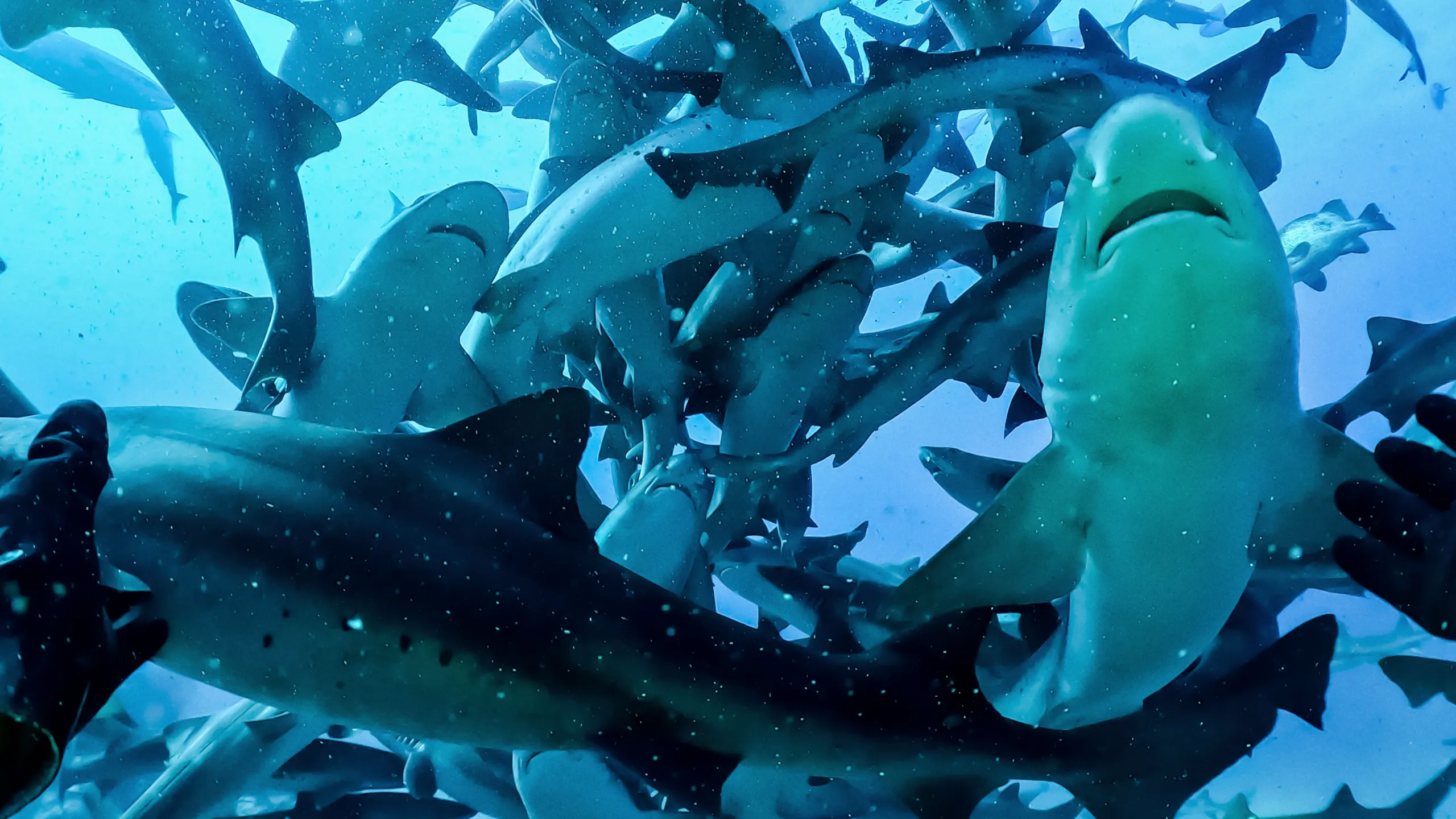 Attack of the Samurai Sharks