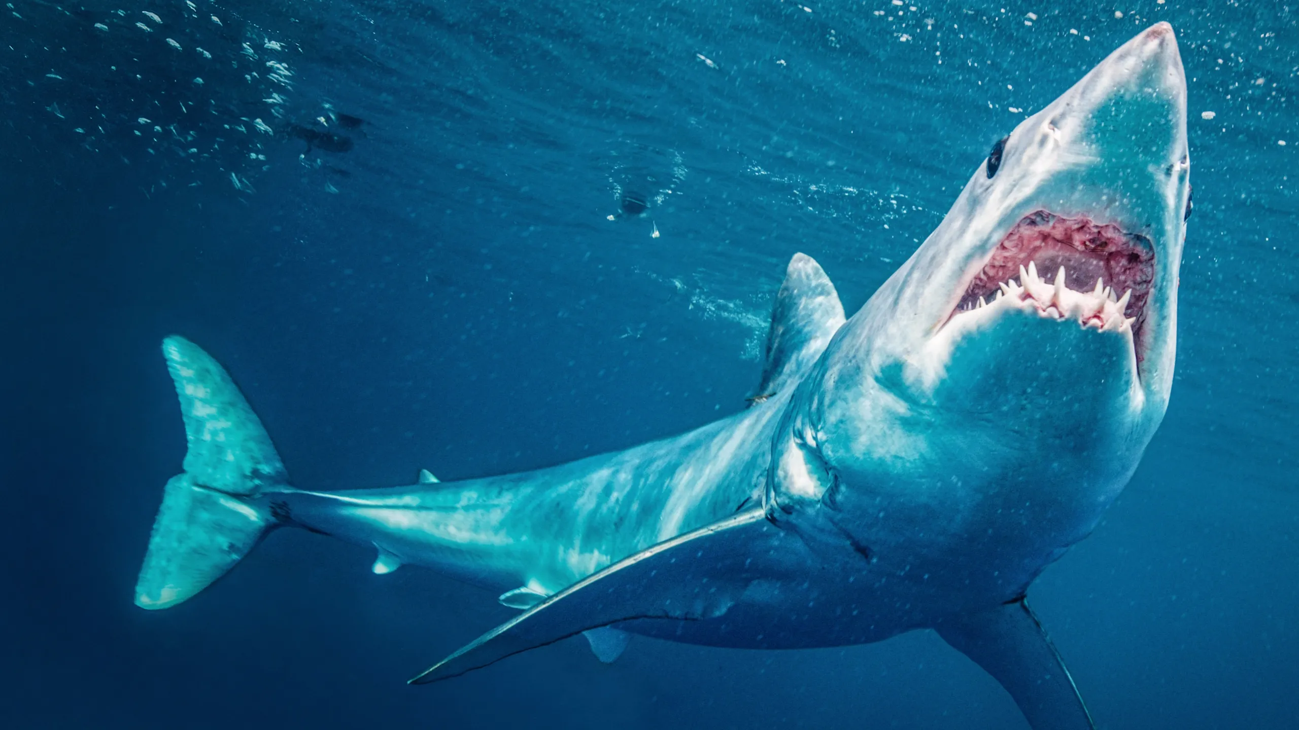 World's Biggest Mako