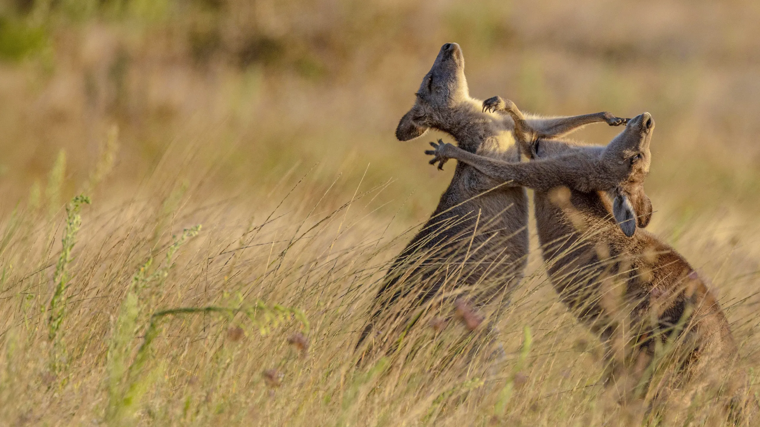 Primal Combat