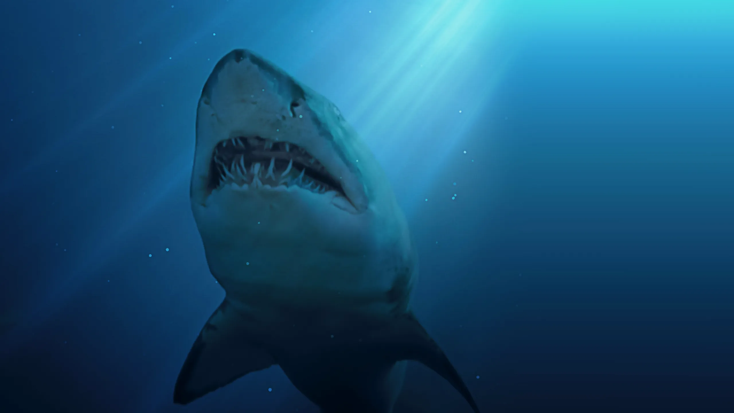 ‪United Sharks of America‬