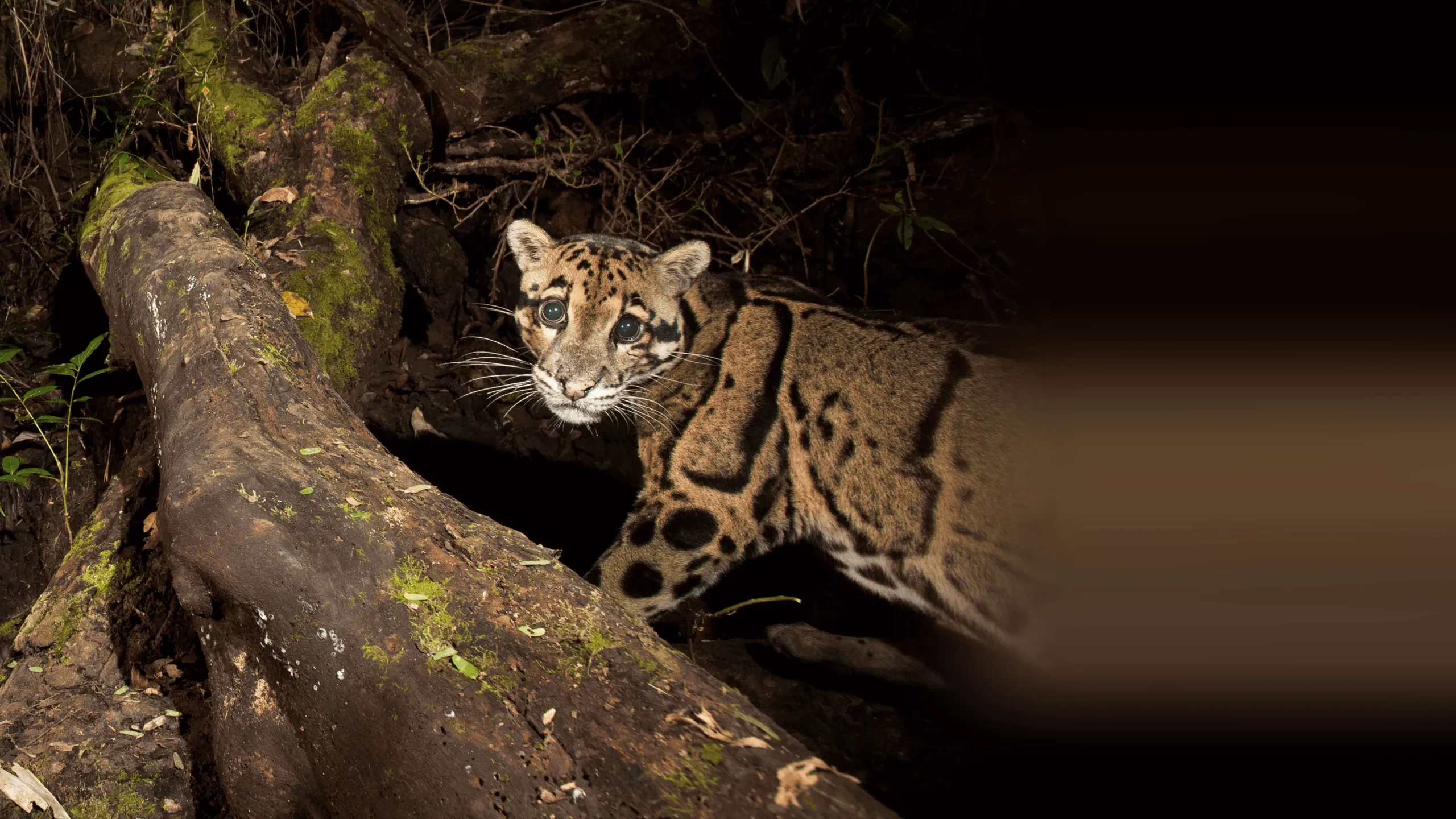 India's Wild Leopards