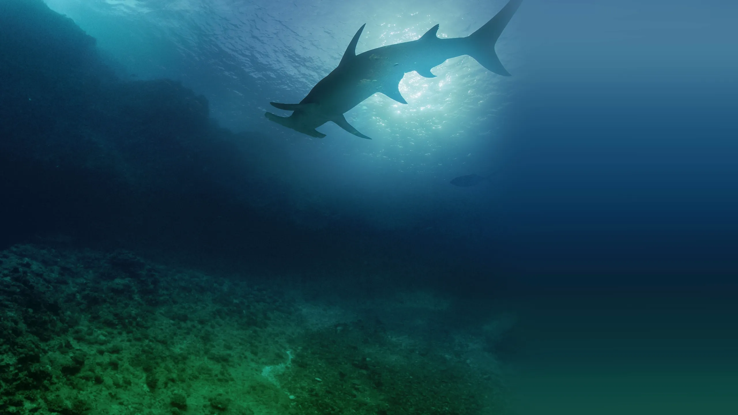 Sharkcano