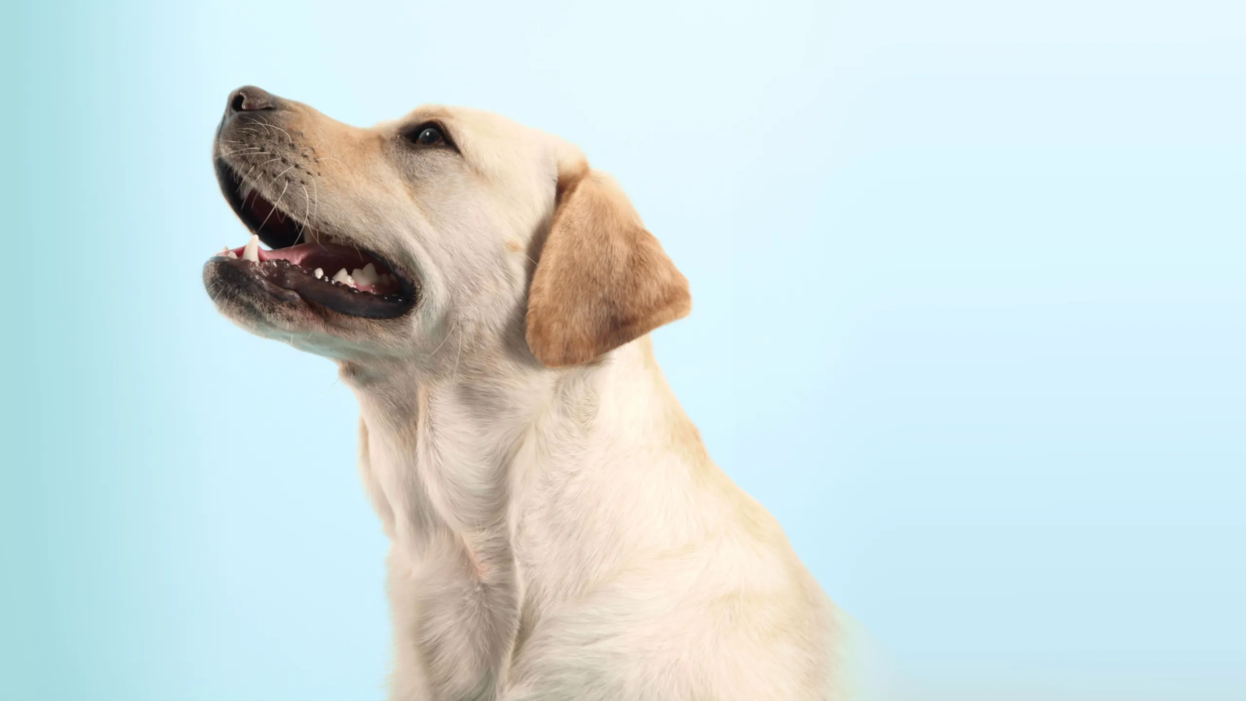 How Dogs Got Their Shapes