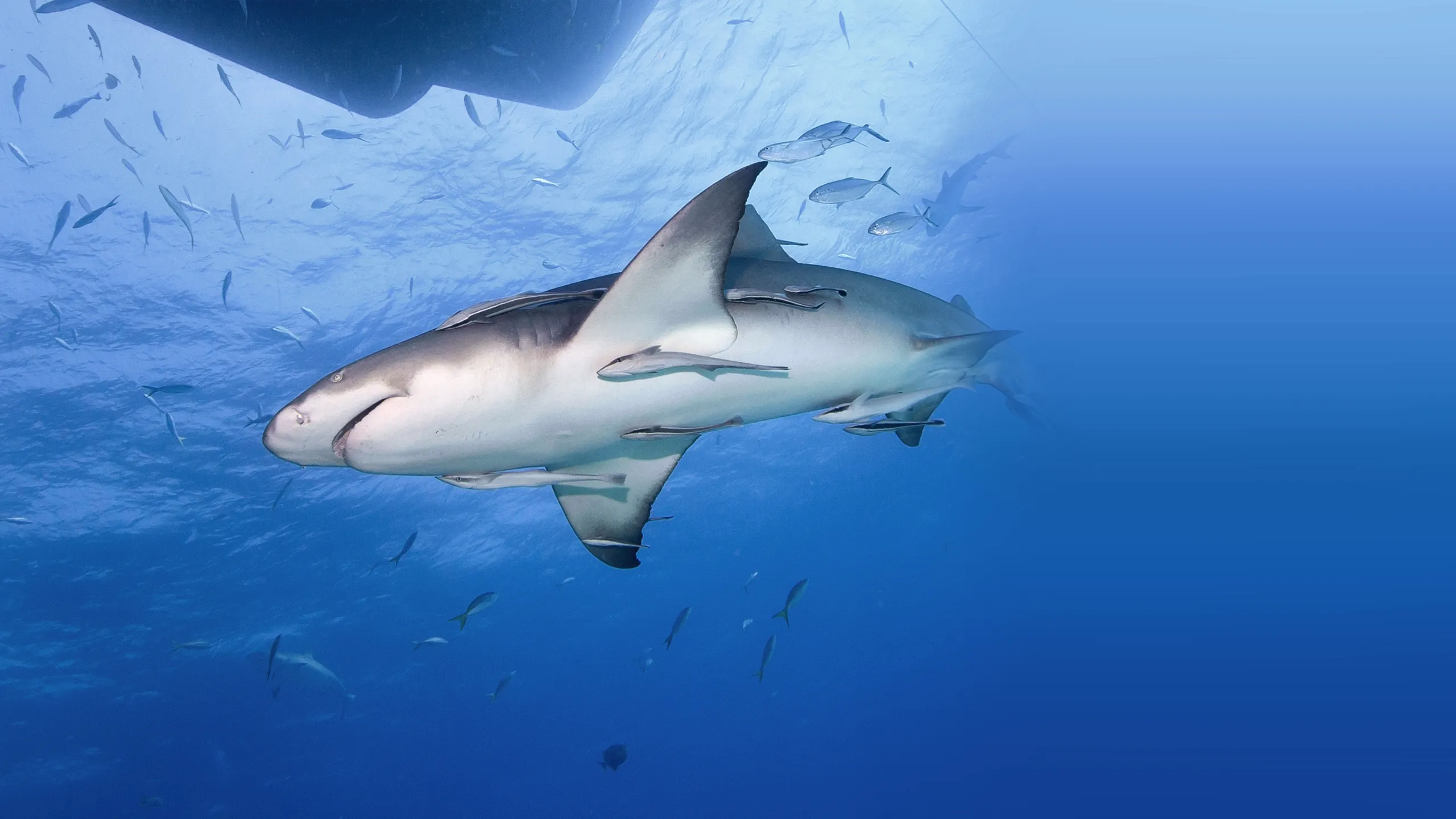 ‪Saved from a Shark‬