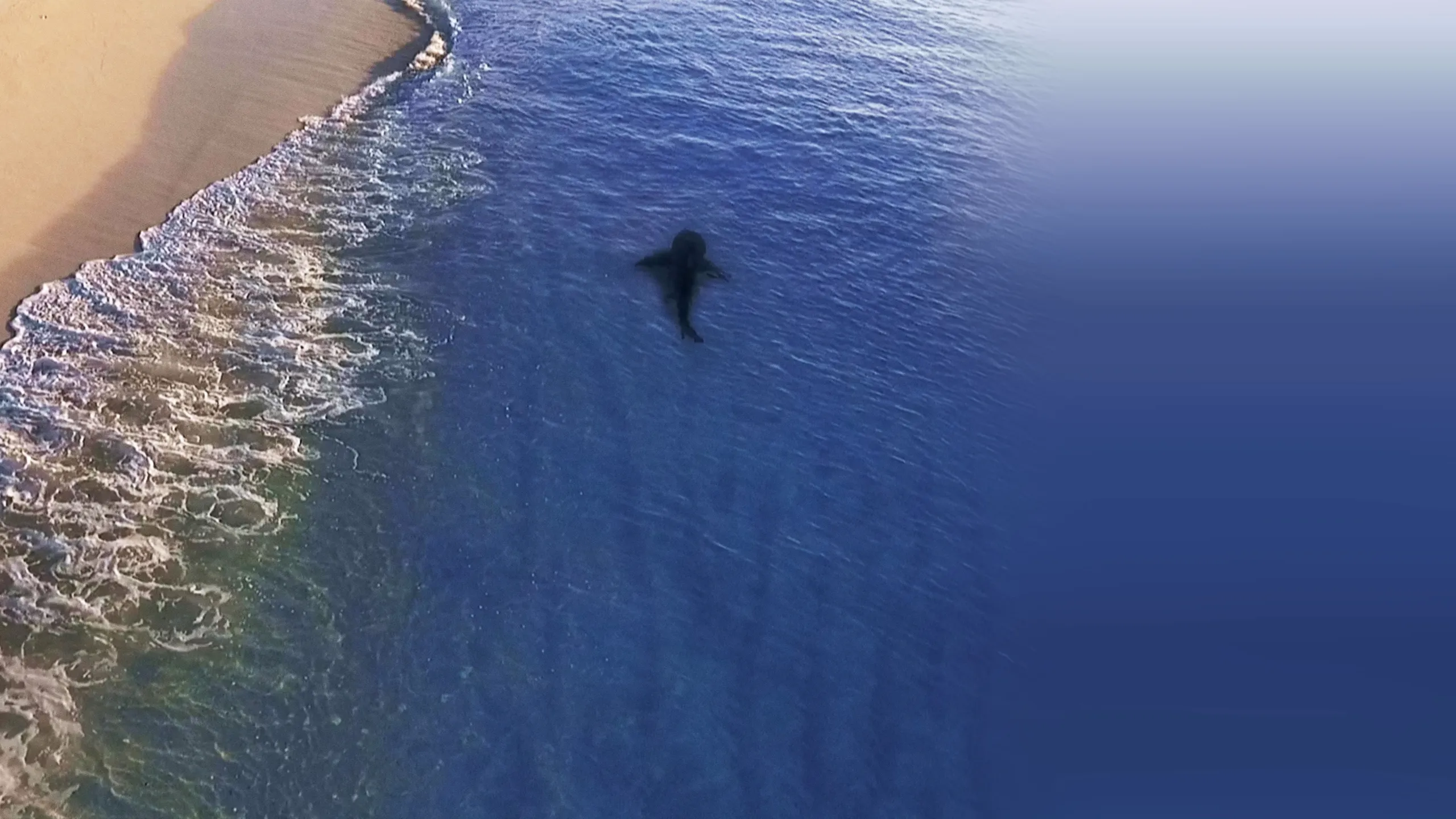 ‪Raging Bullshark‬