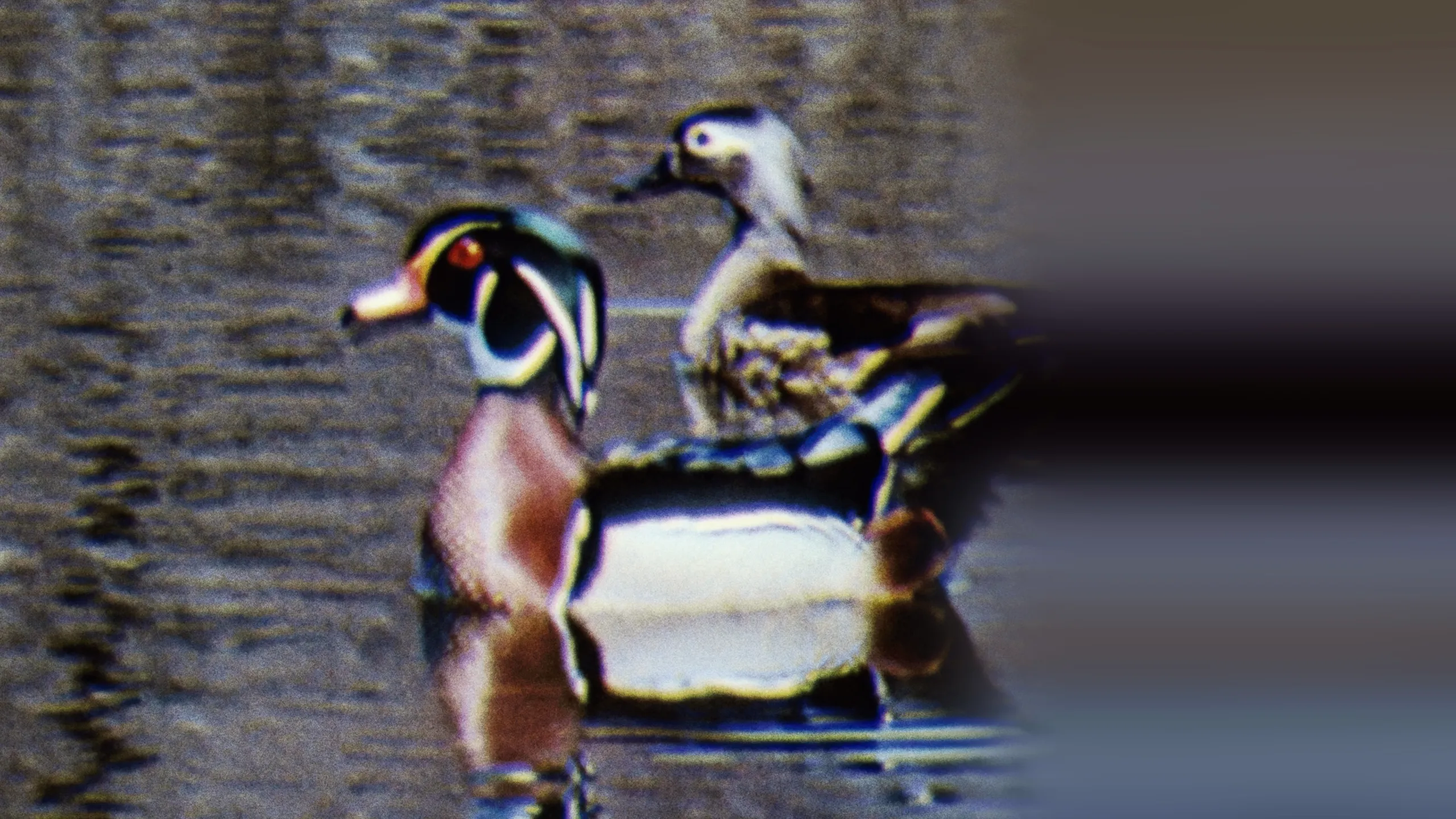 Water Birds