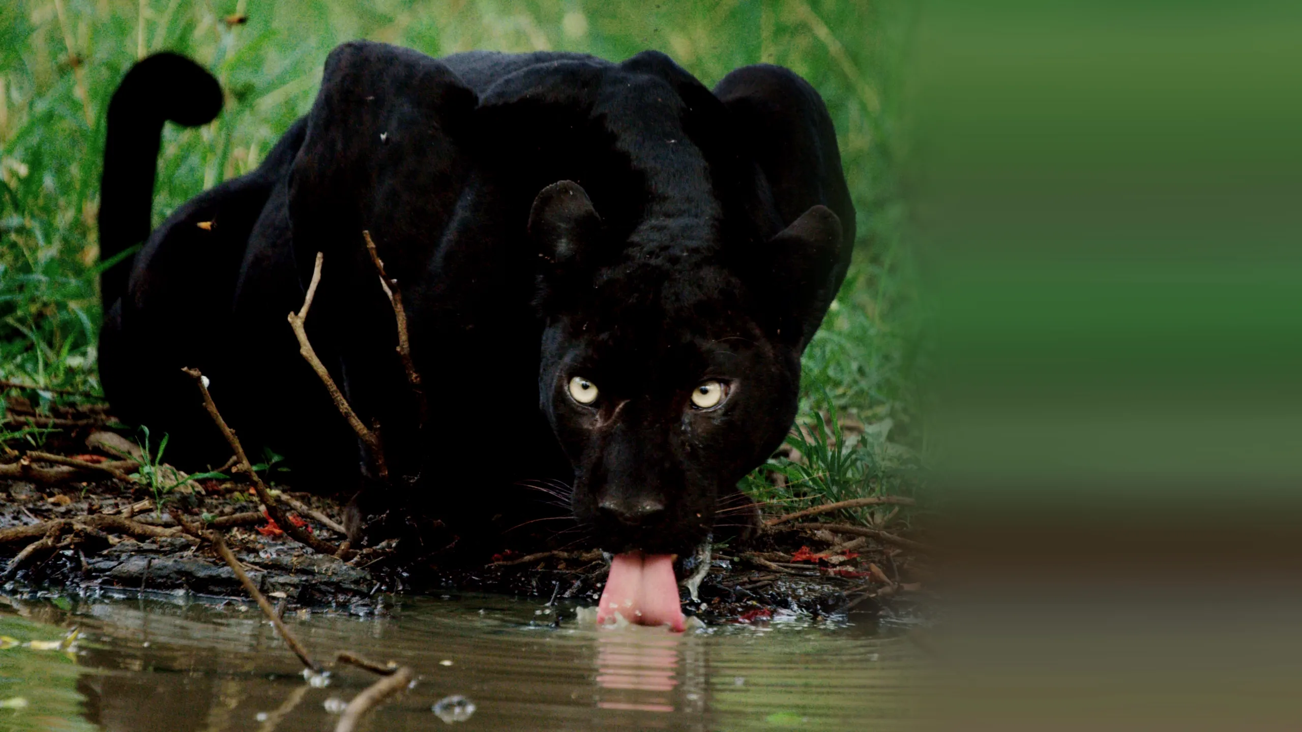 ‪The Real Black Panther‬