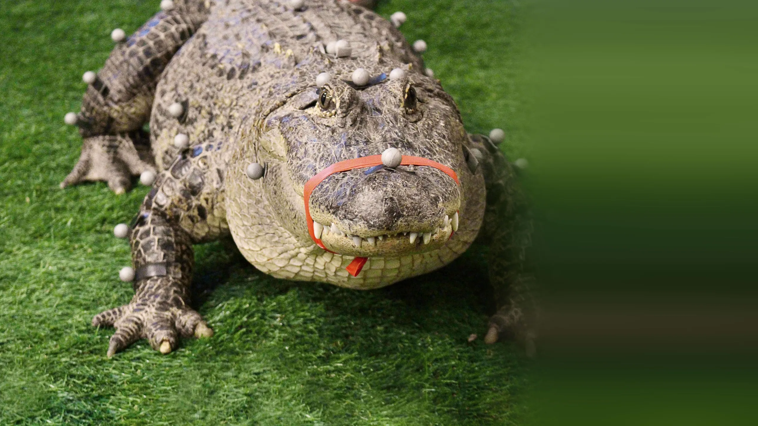 ‪The Wild Life of Dr. Ole‬