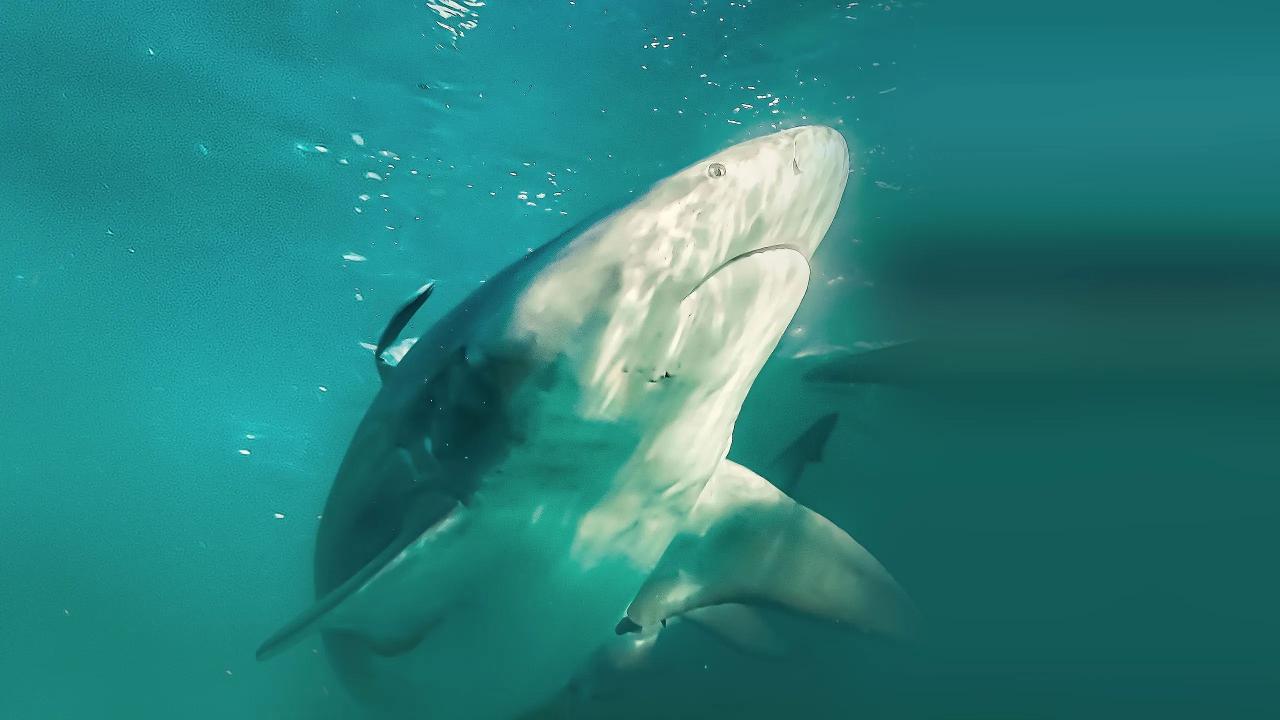 ‪Bull Shark vs. Hammerhead‬
