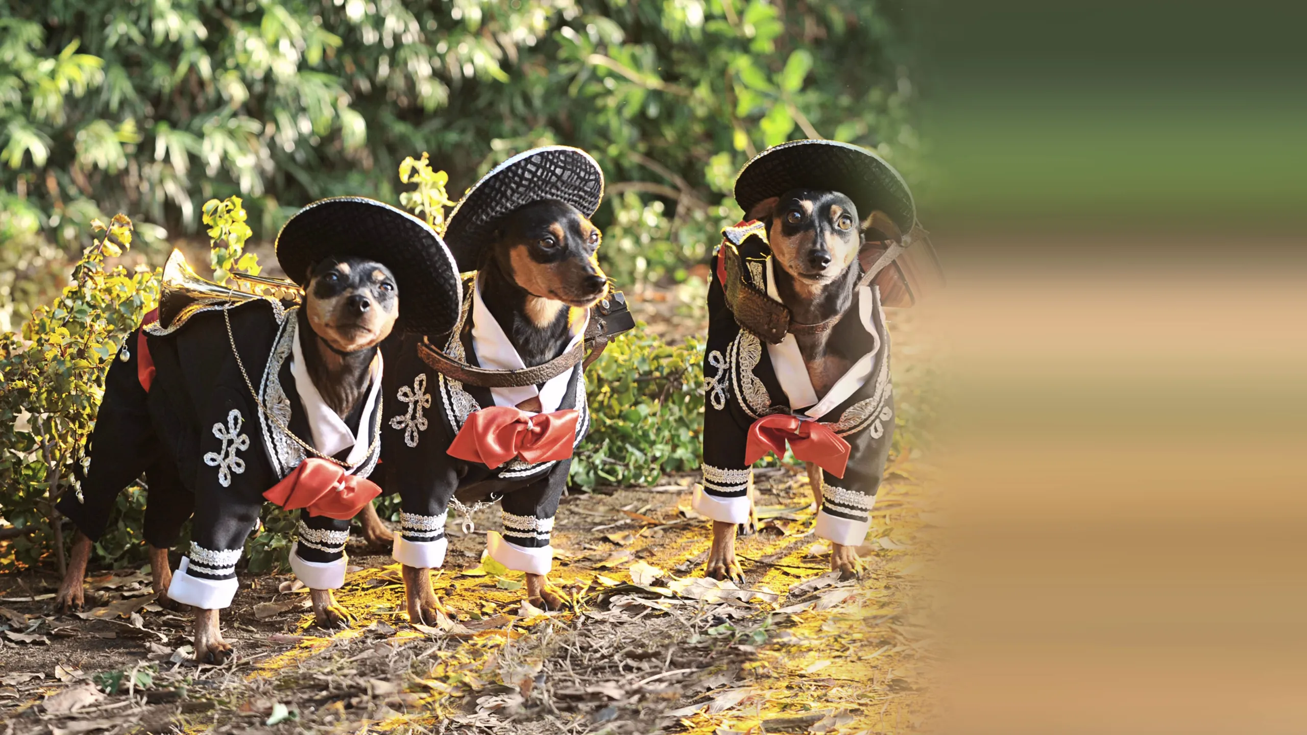 Beverly Hills Chihuahua 3: Viva La Fiesta!