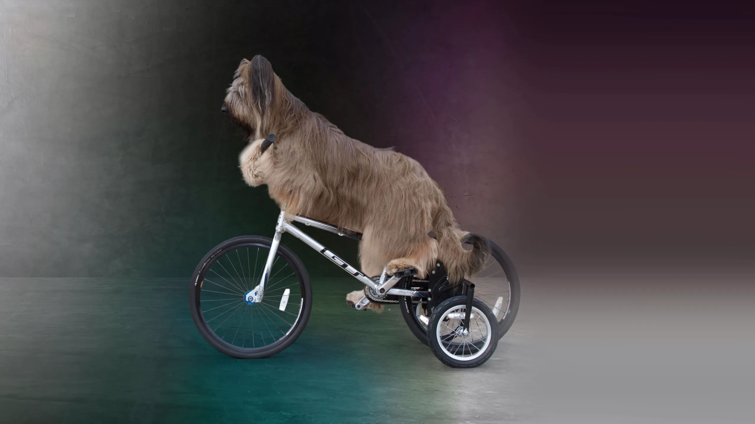World's Greatest Dogs