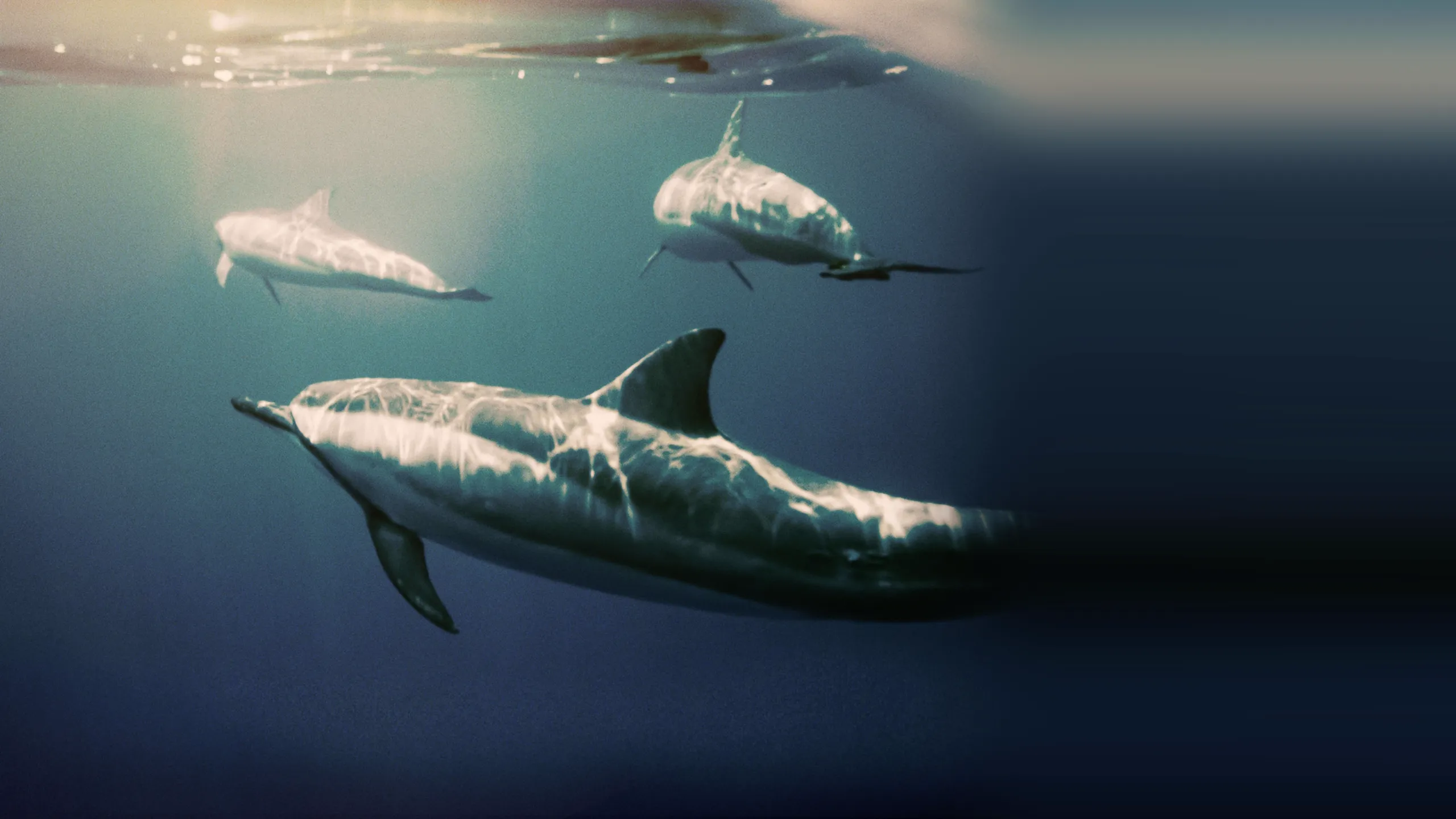 ‪Sharks vs. Dolphins: Bahamas Battleground‬