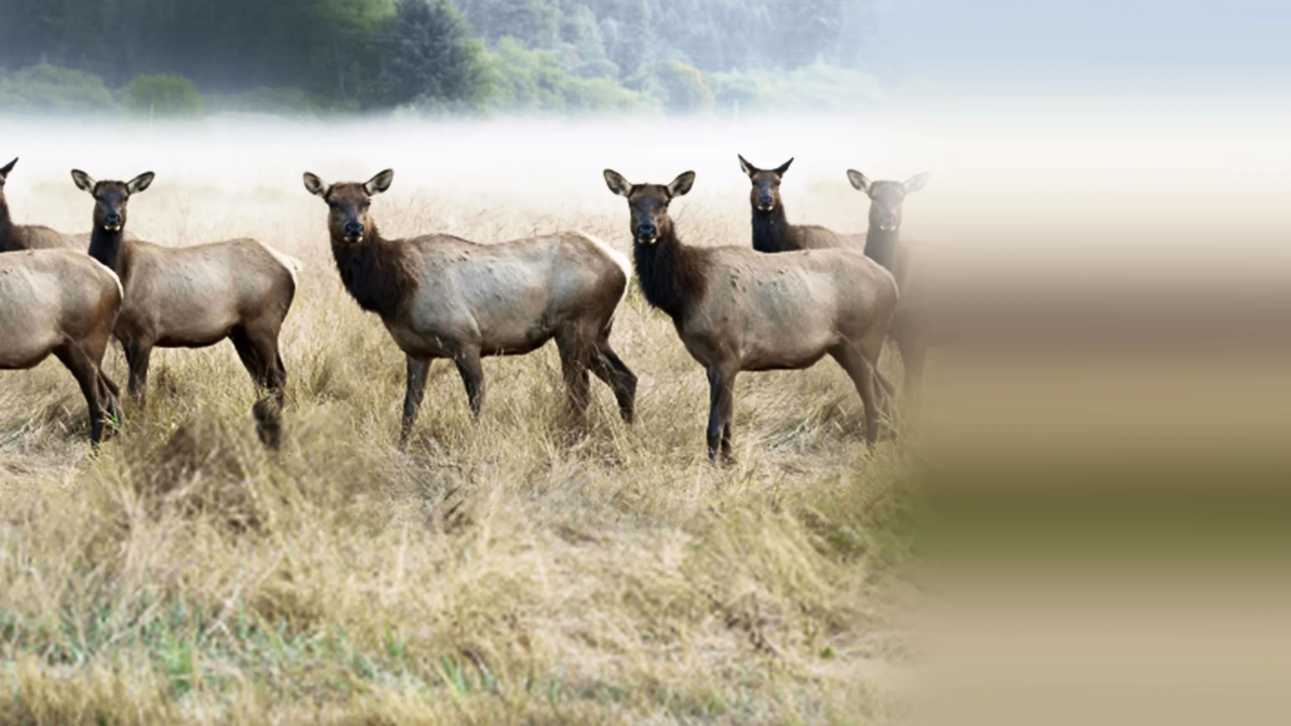 The Olympic Elk