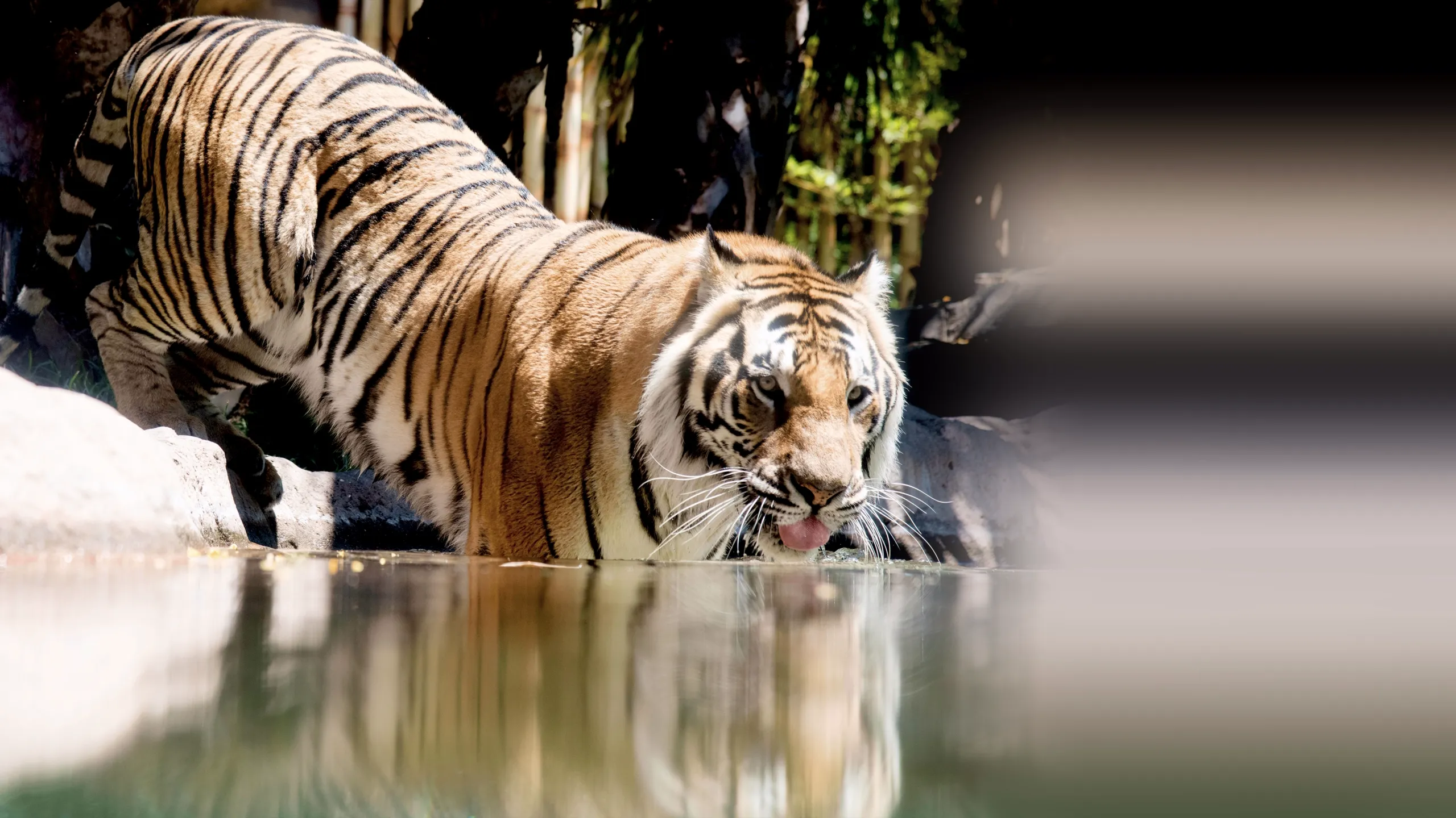 Big Cat Games