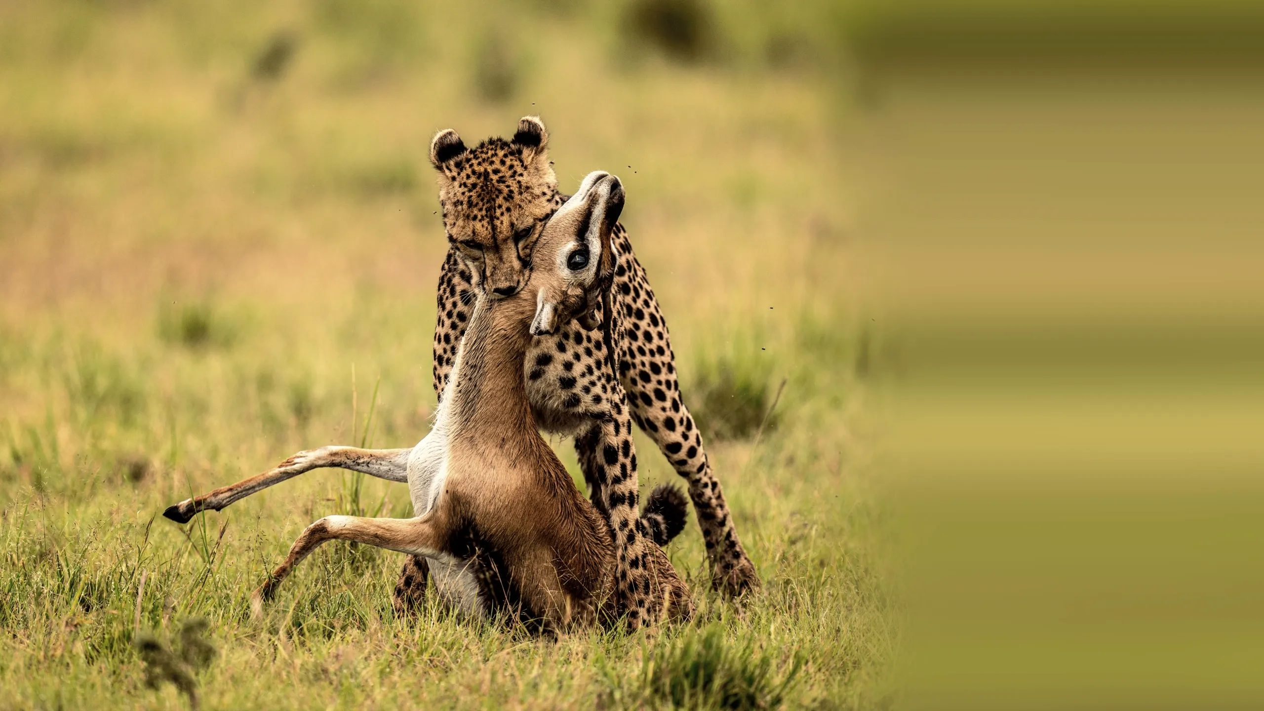 The Way of the Cheetah