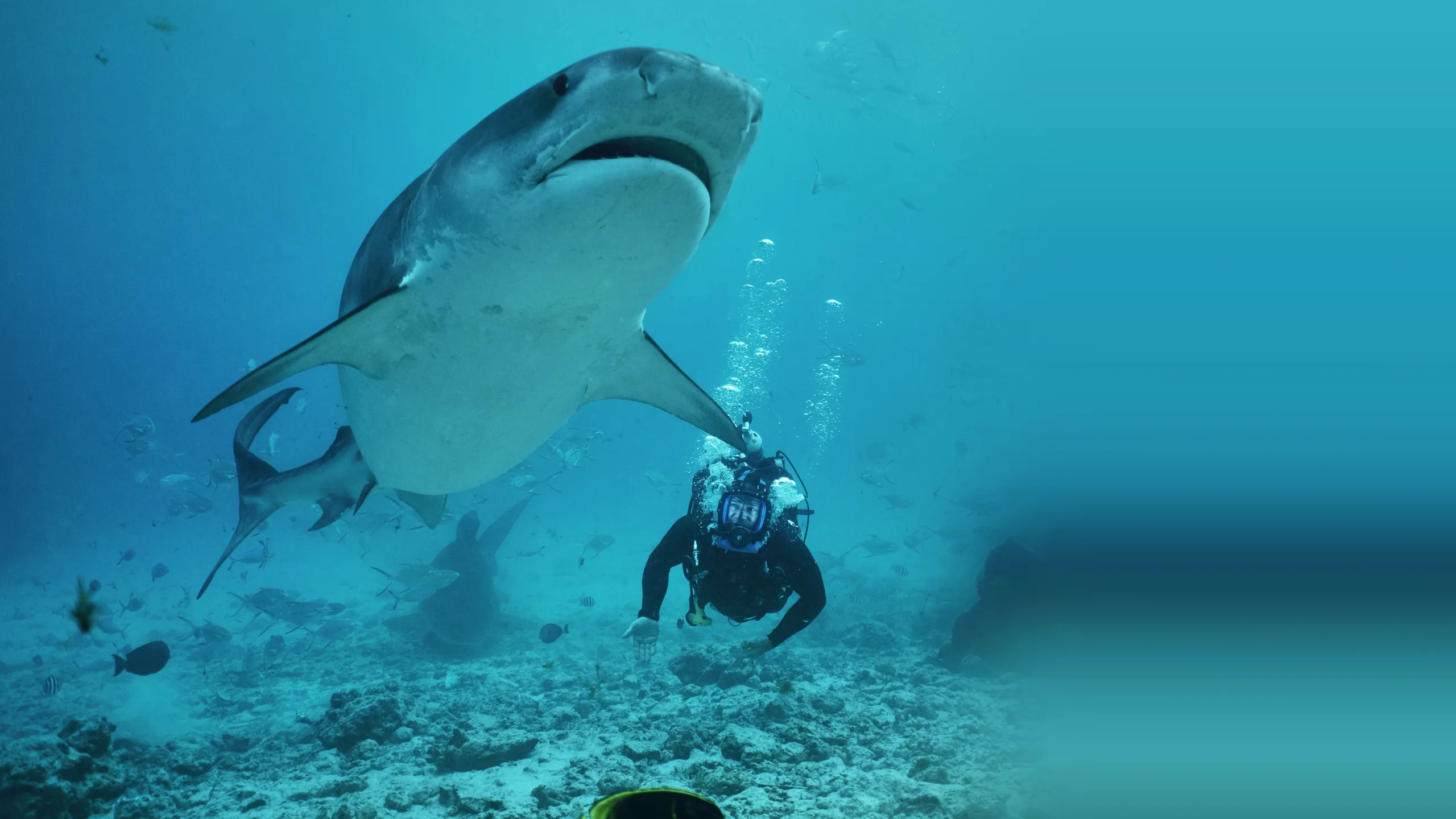 ‪Most Extreme Sharks‬