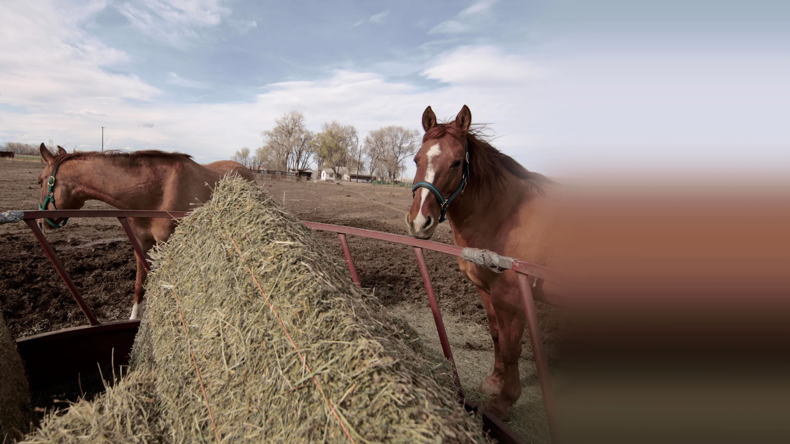 ‪Rocky Mountain Animal Rescue‬