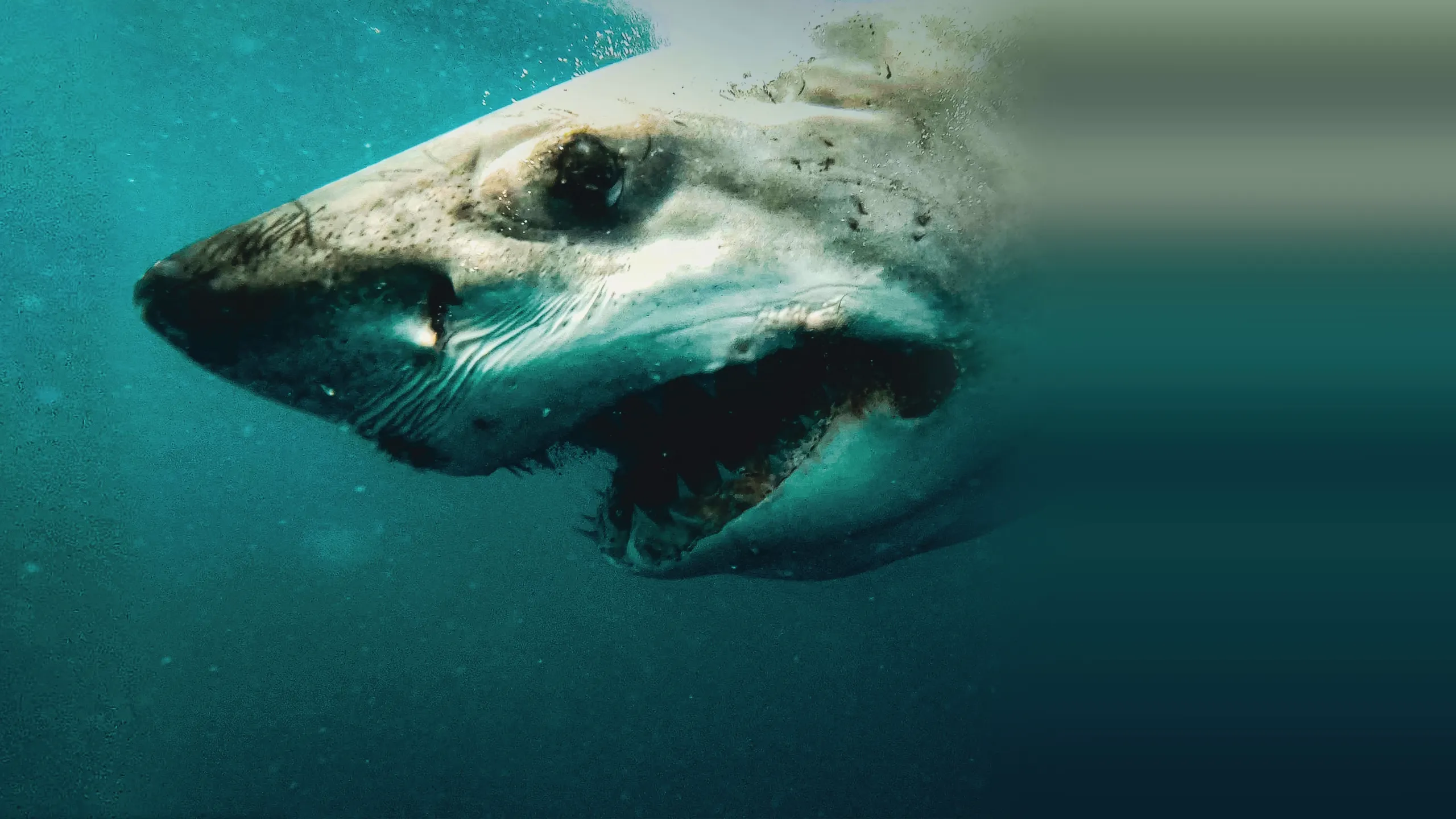 Shark Queens