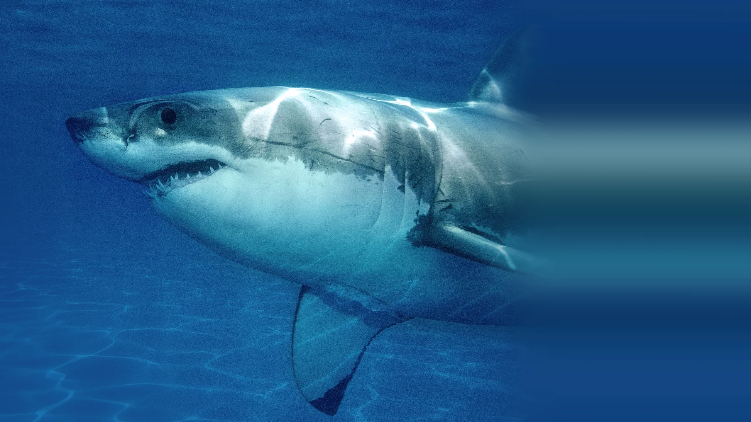 Counting Jaws