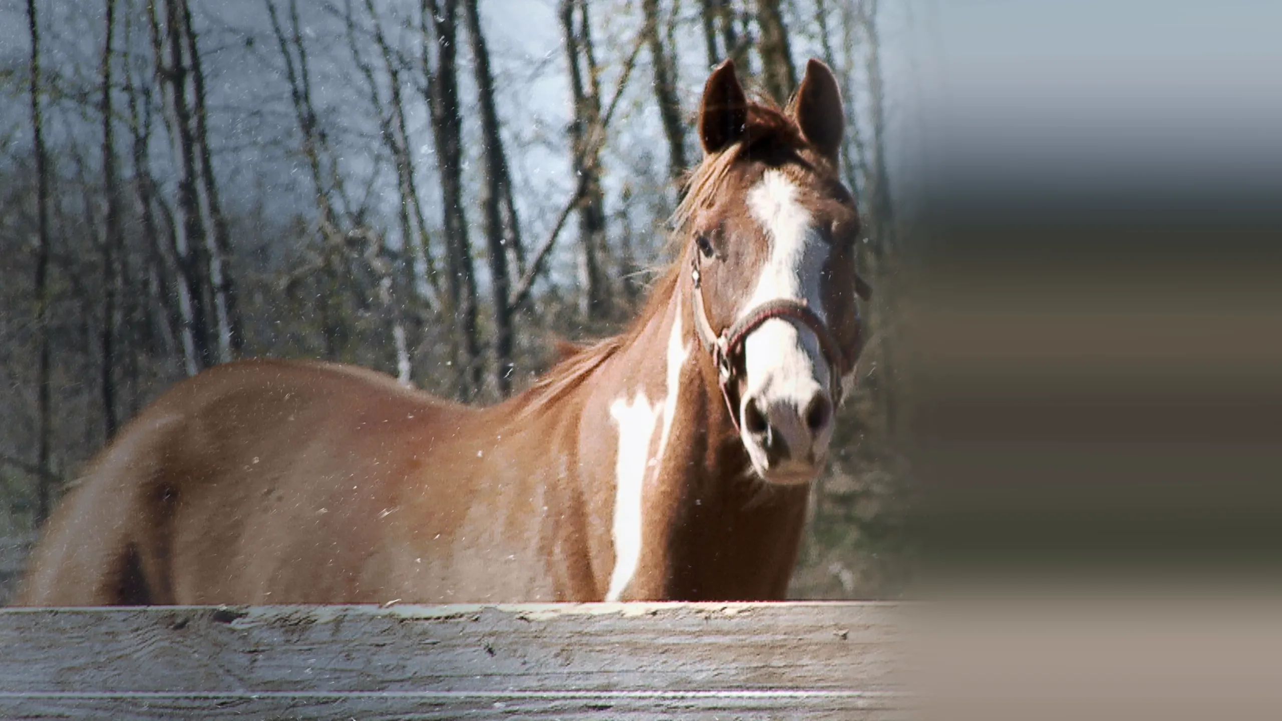 The Incredible Dr. Pol: Jingle Pols