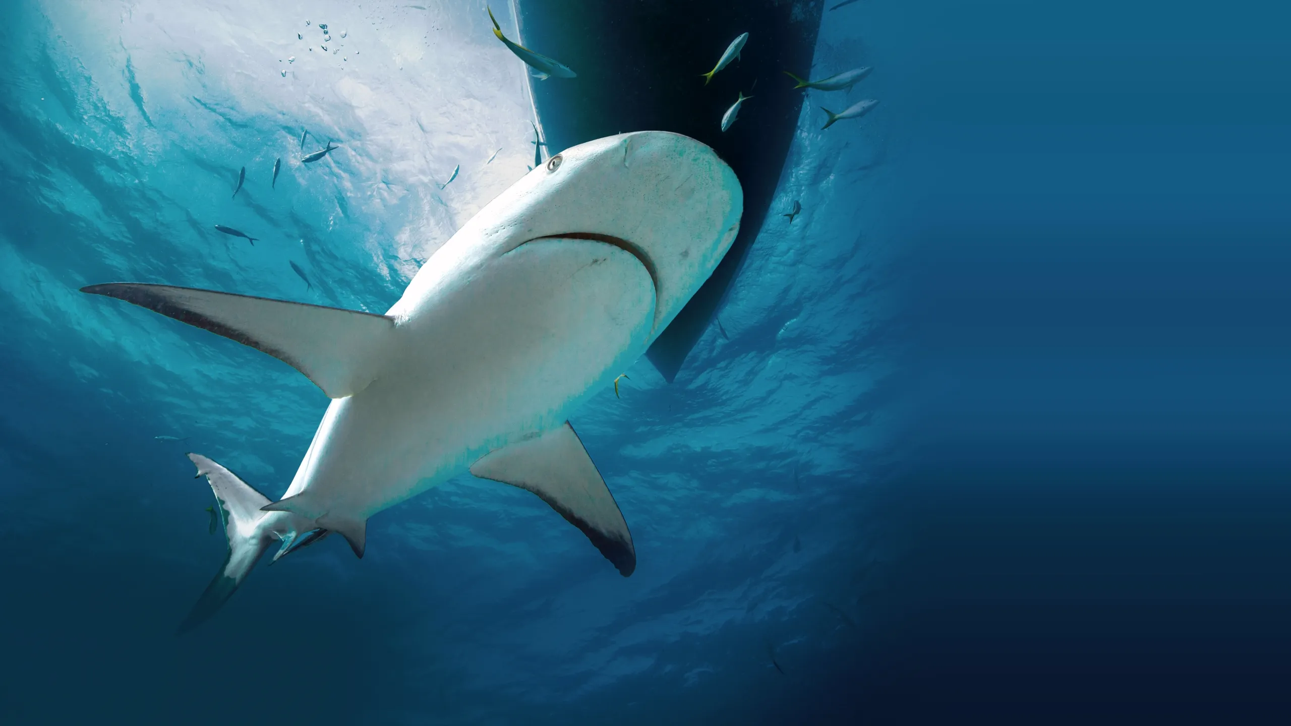 ‪When Sharks Attack... And Why‬