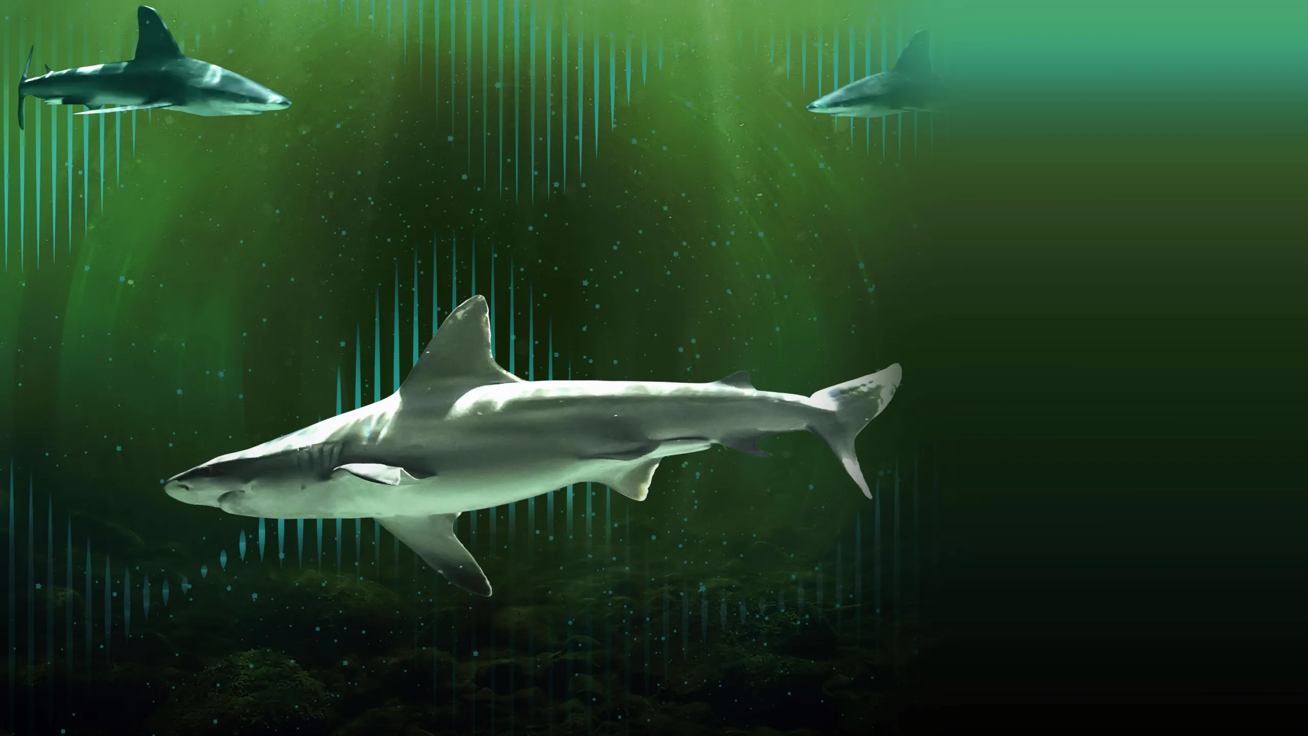‪Bull Shark Bandits‬