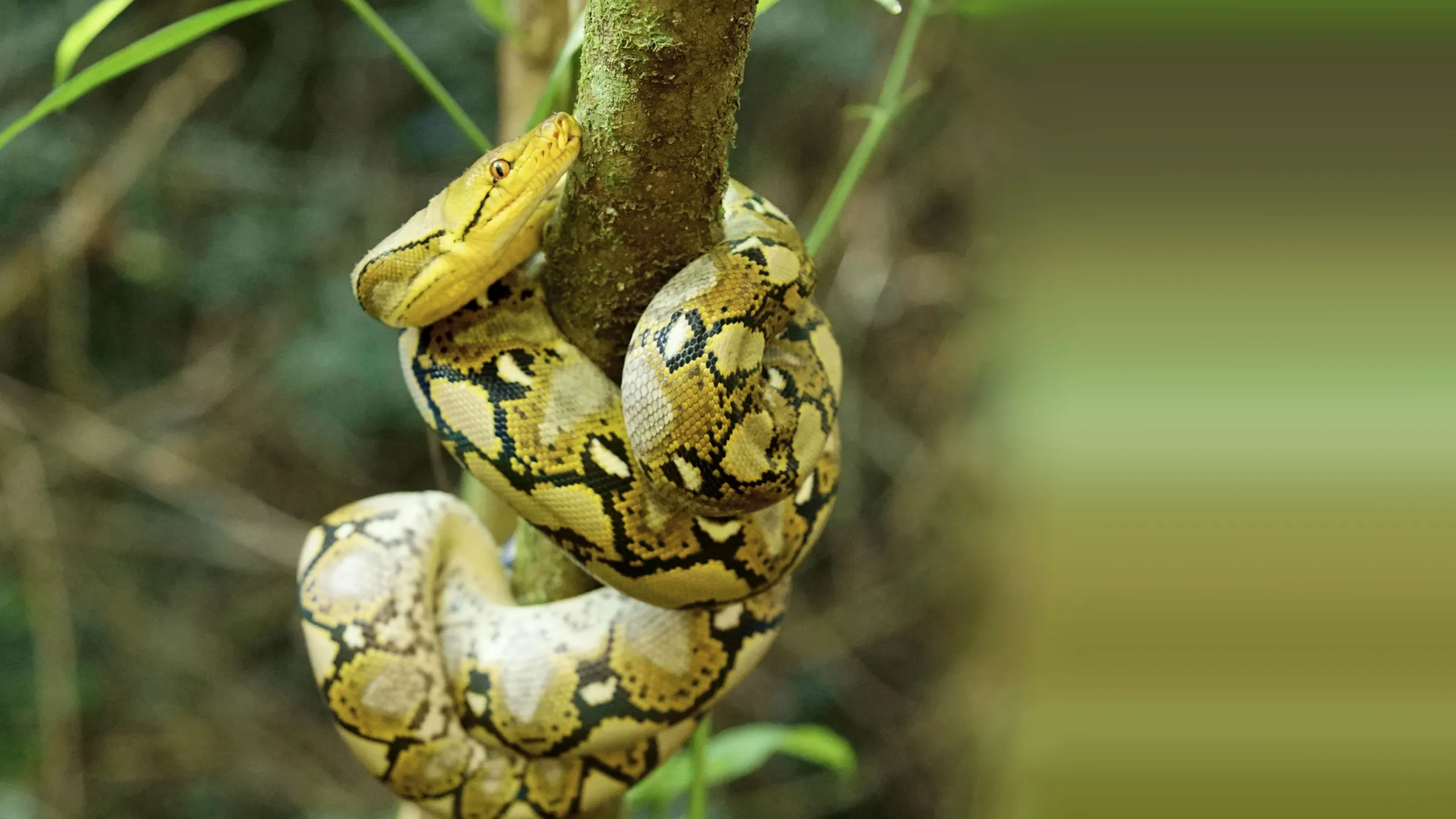 ‪World's Deadliest Snakes‬