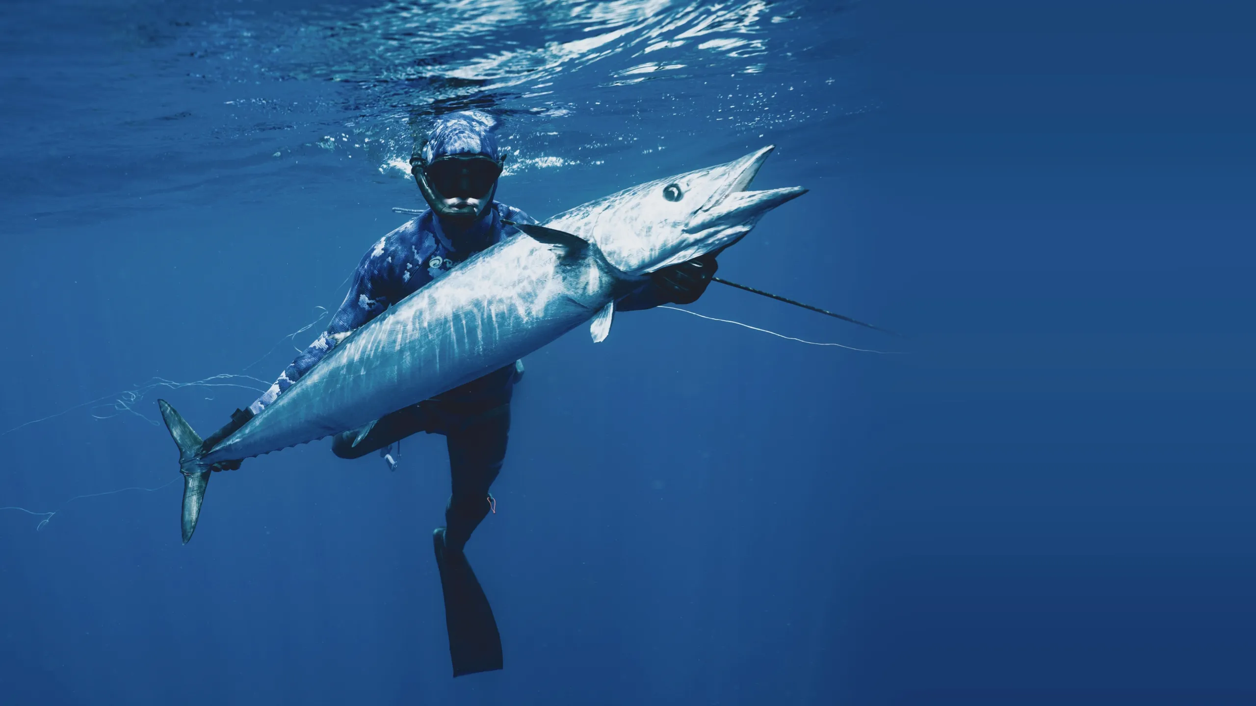 Shark Vs. Tuna