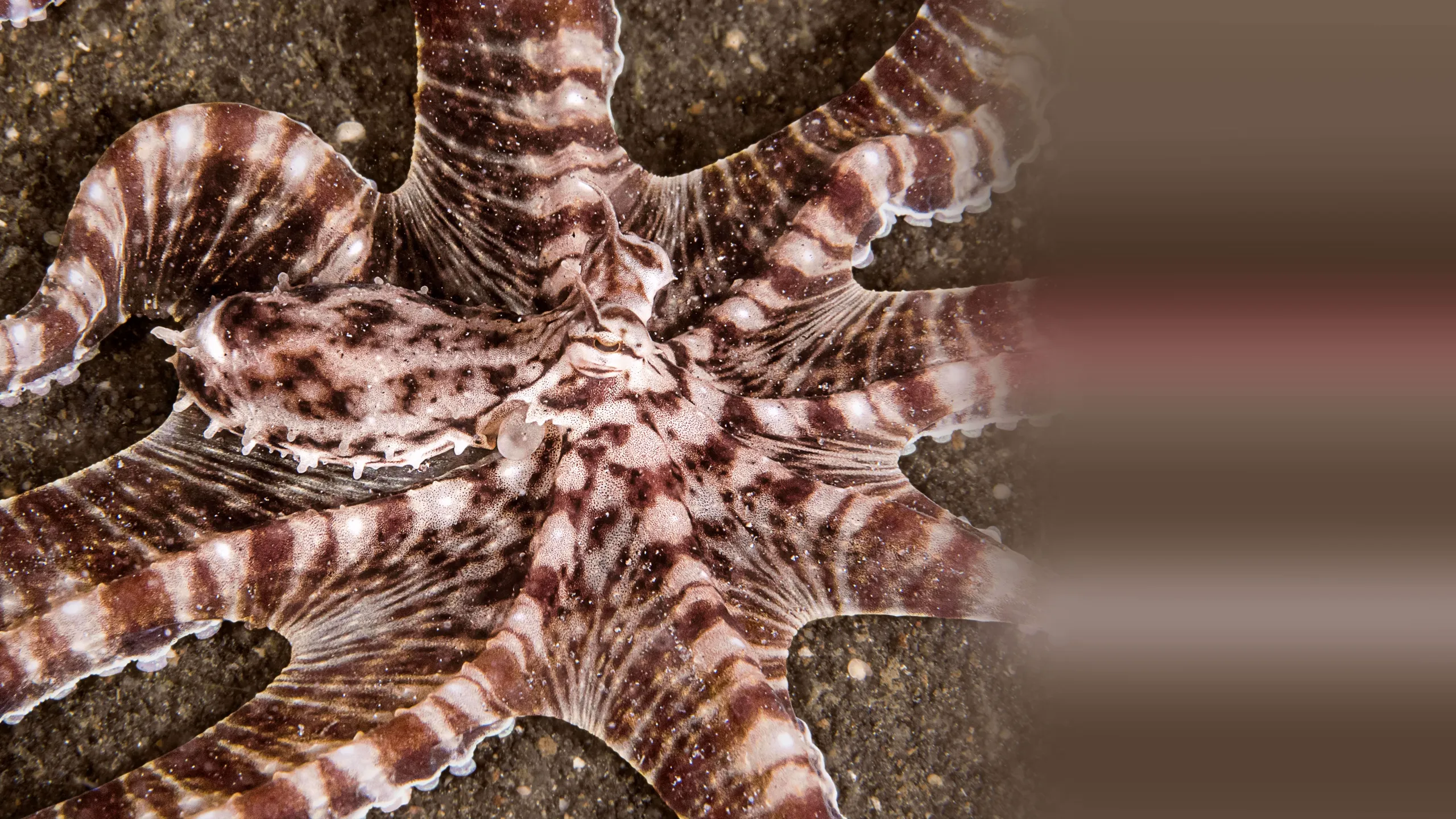 "Secrets of the Octopus"