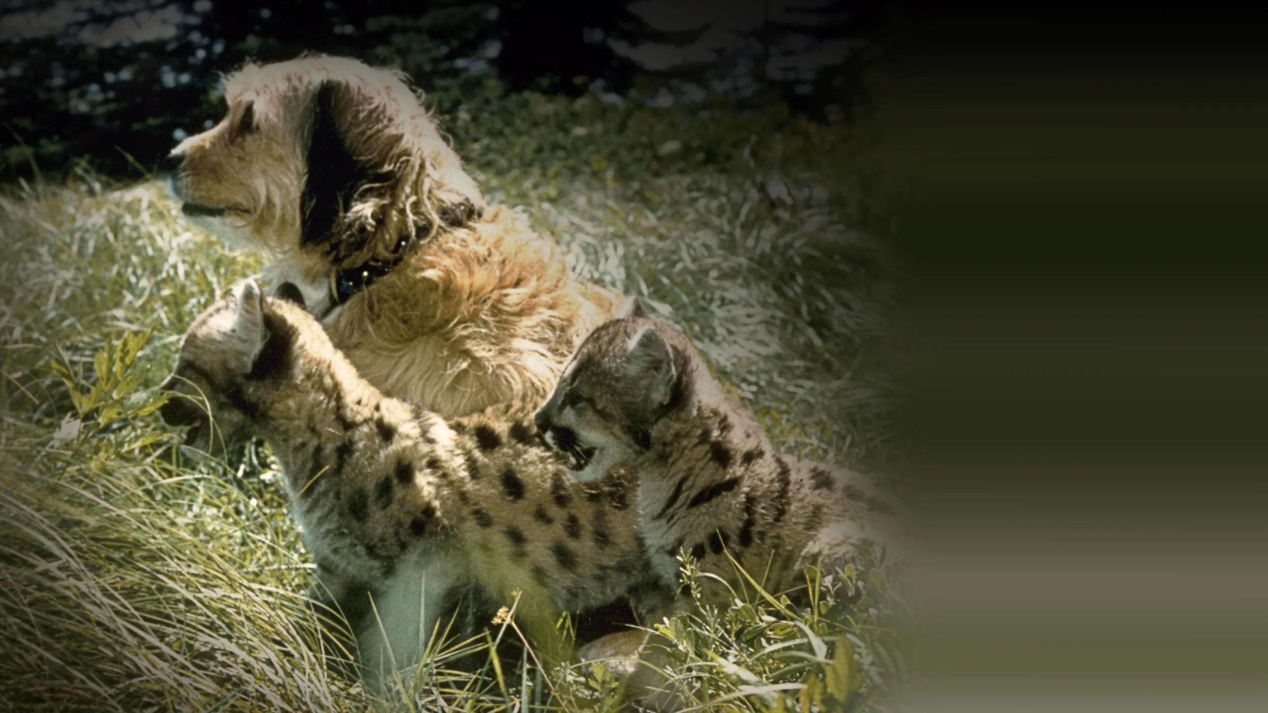 Benji the Hunted