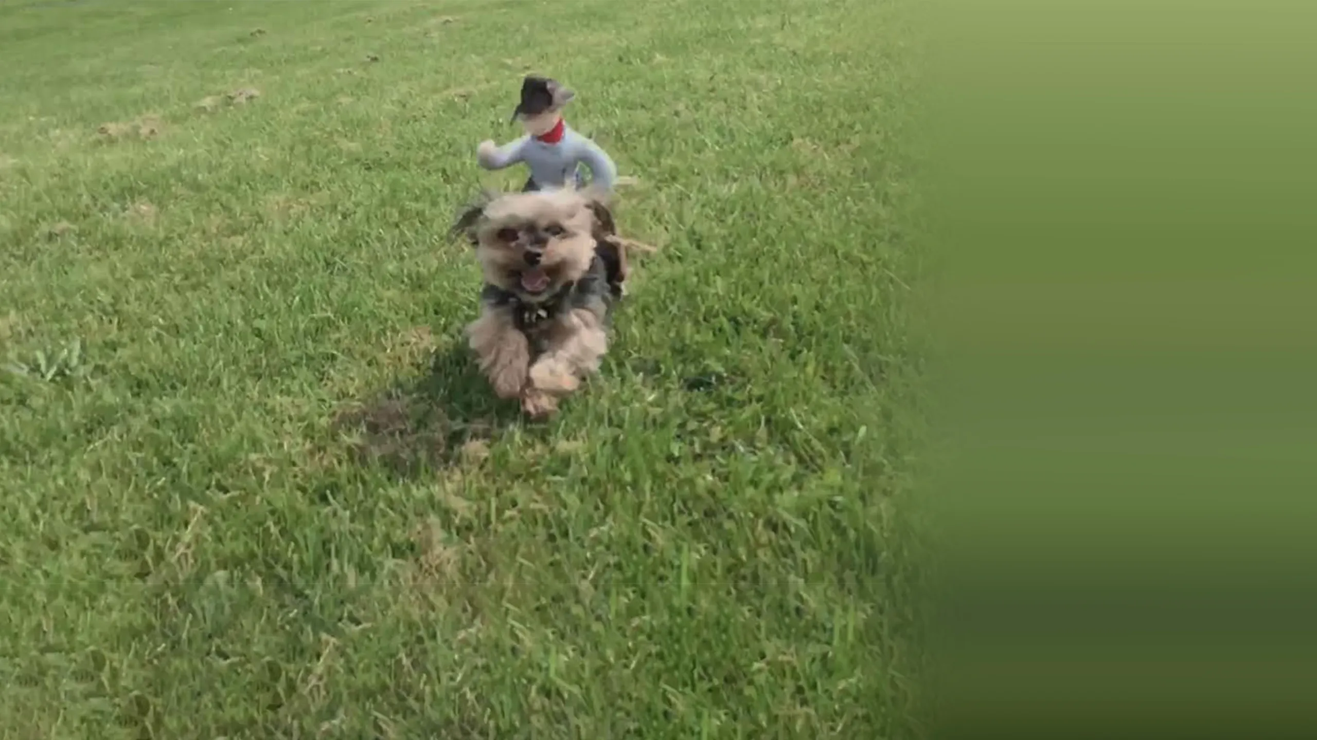 ‪Howie Mandel's Animals Doing Things‬