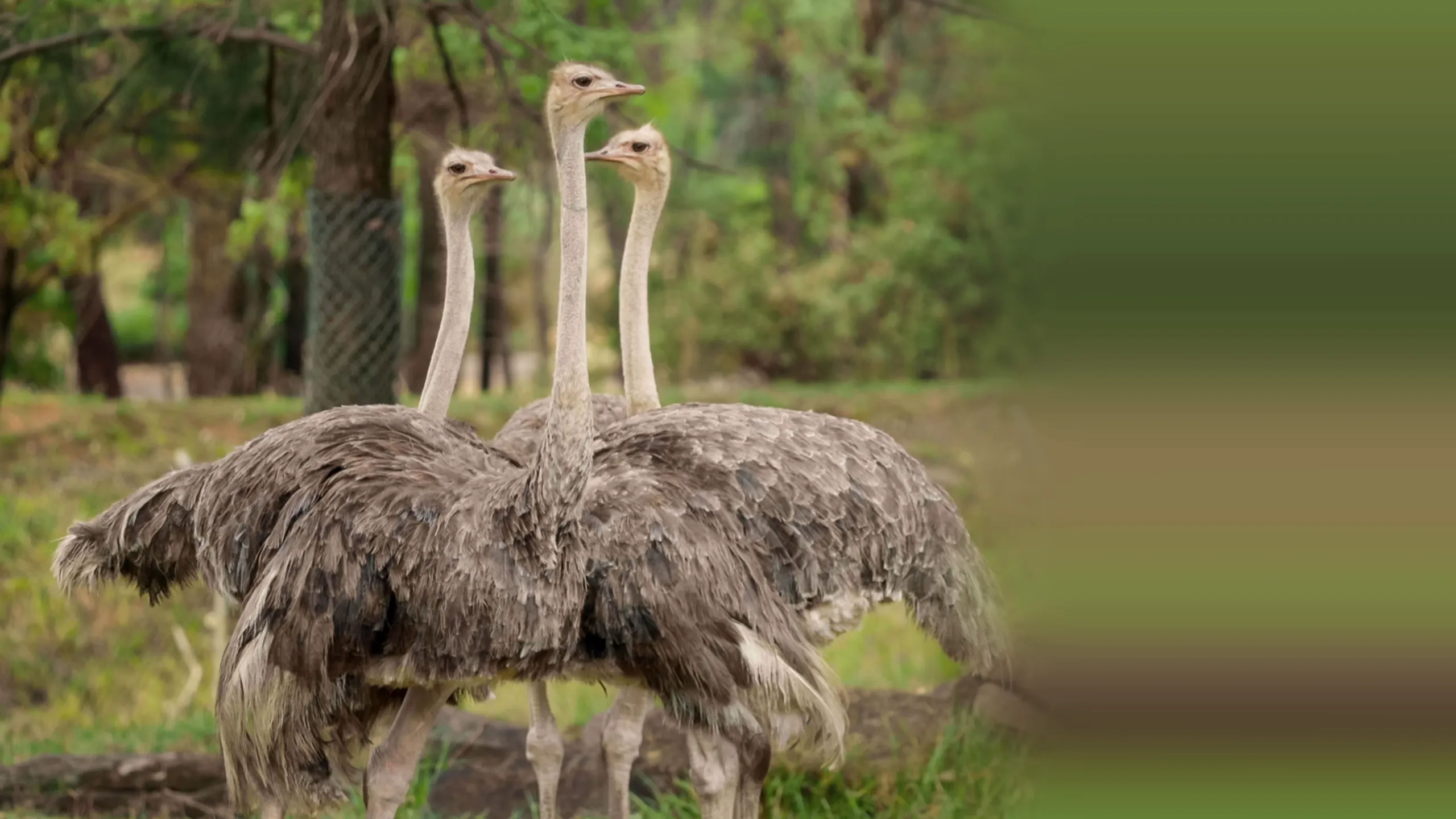 ‪Secrets Of The Zoo: Down Under‬