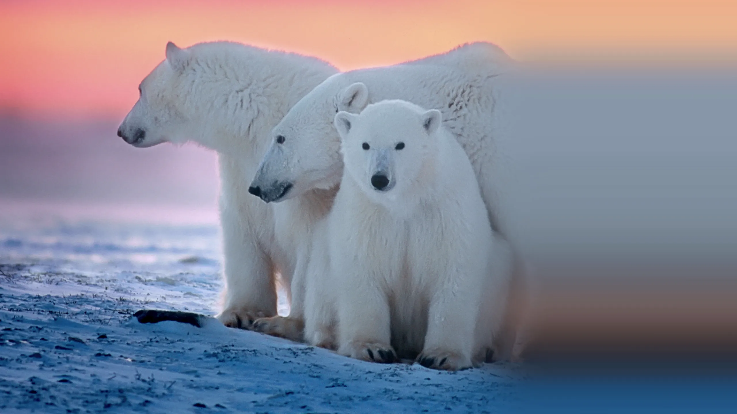 Kingdom of the Polar Bears