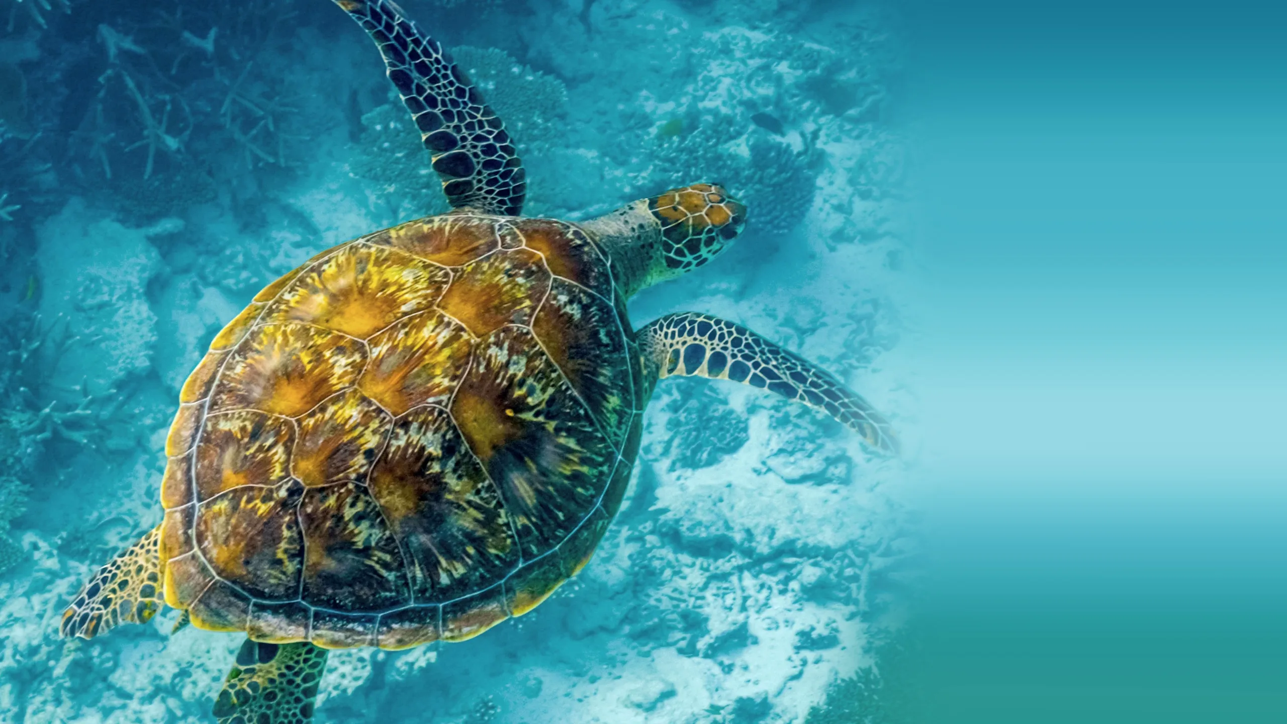 ‪Deep Dive Australia‬