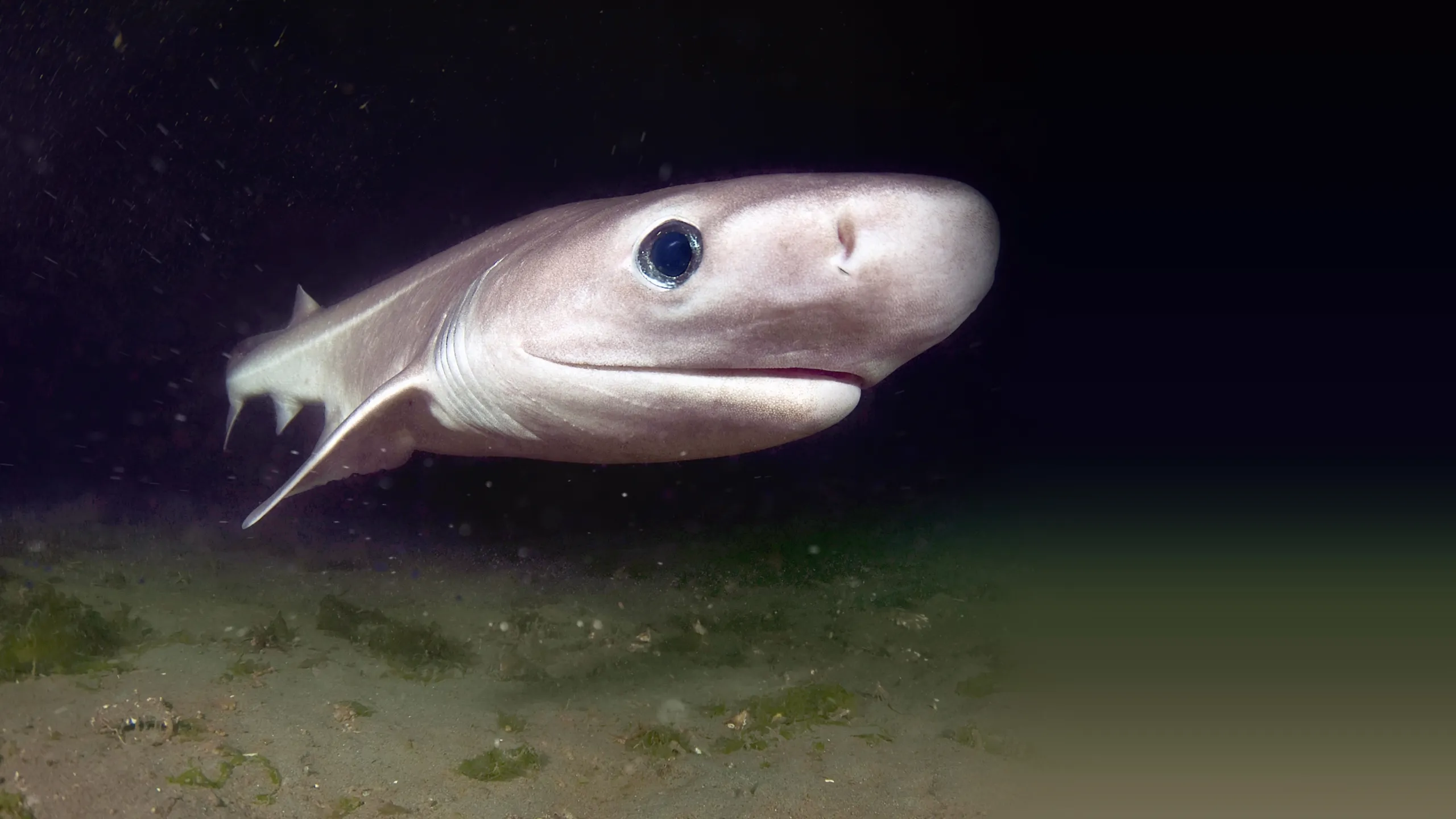 ‪Sharks That Eat Everything‬