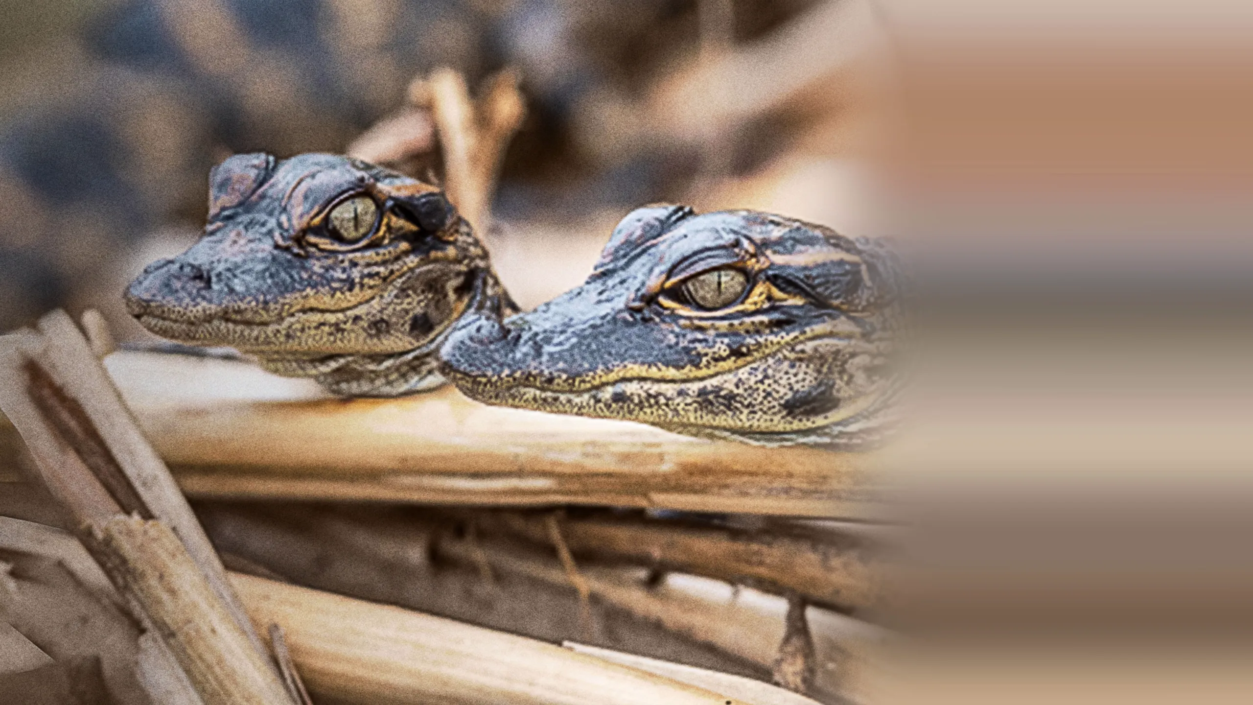 Prowlers of the Everglades