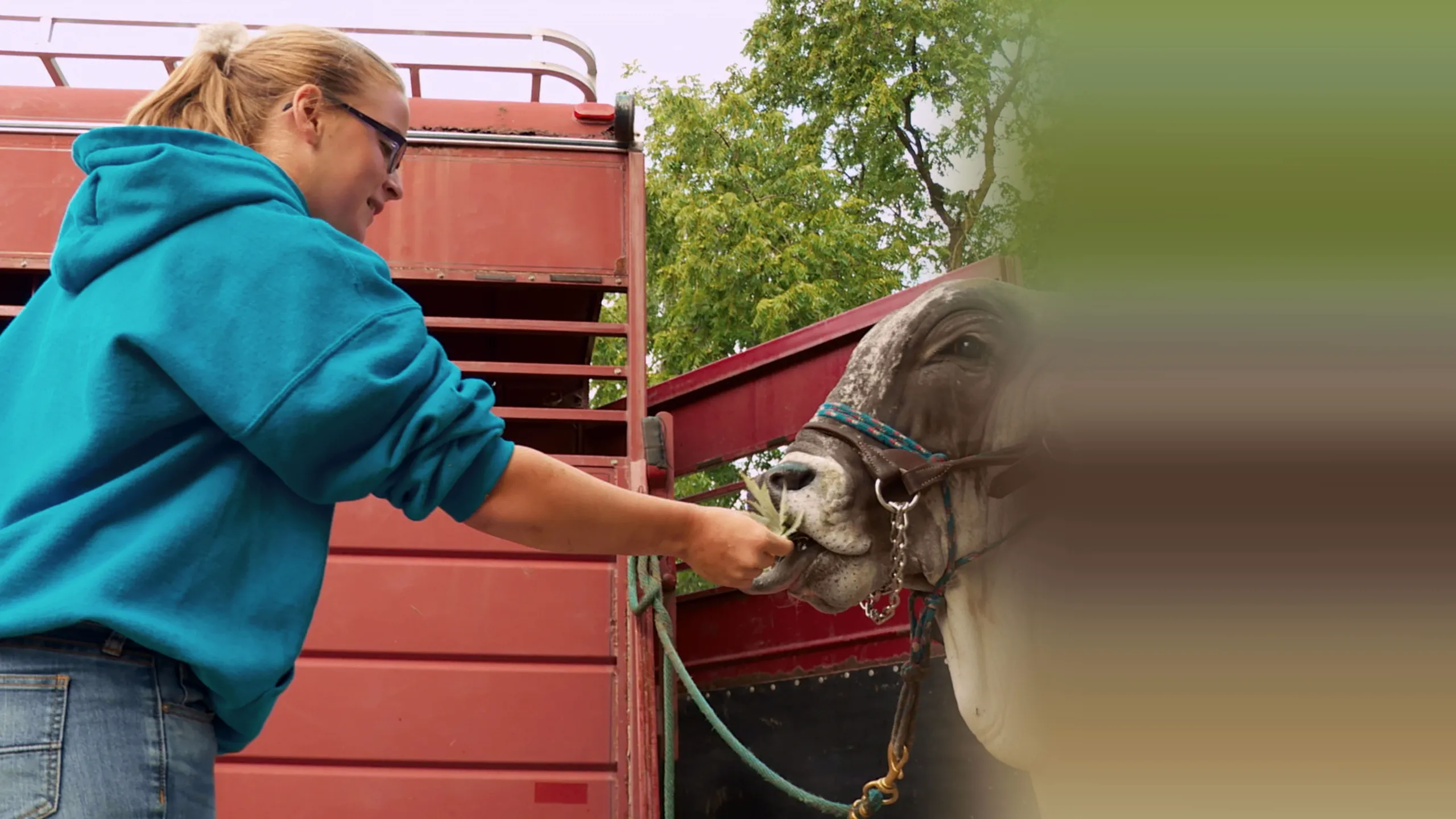 The Incredible Dr. Pol: Blue Ribbon Kids