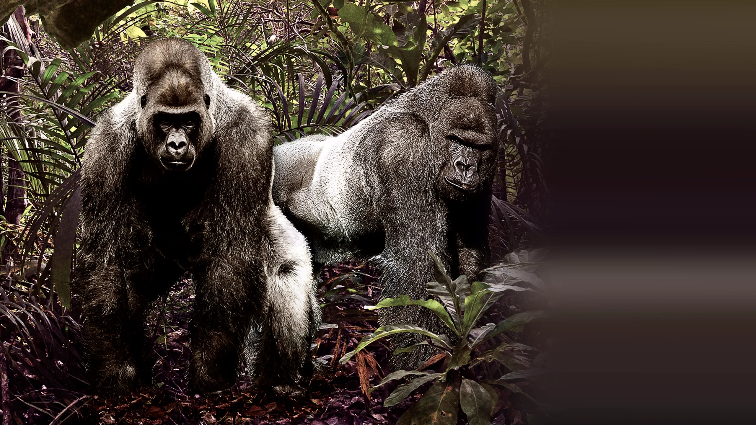 ‪MonsterQuest: Dangerous Primates‬