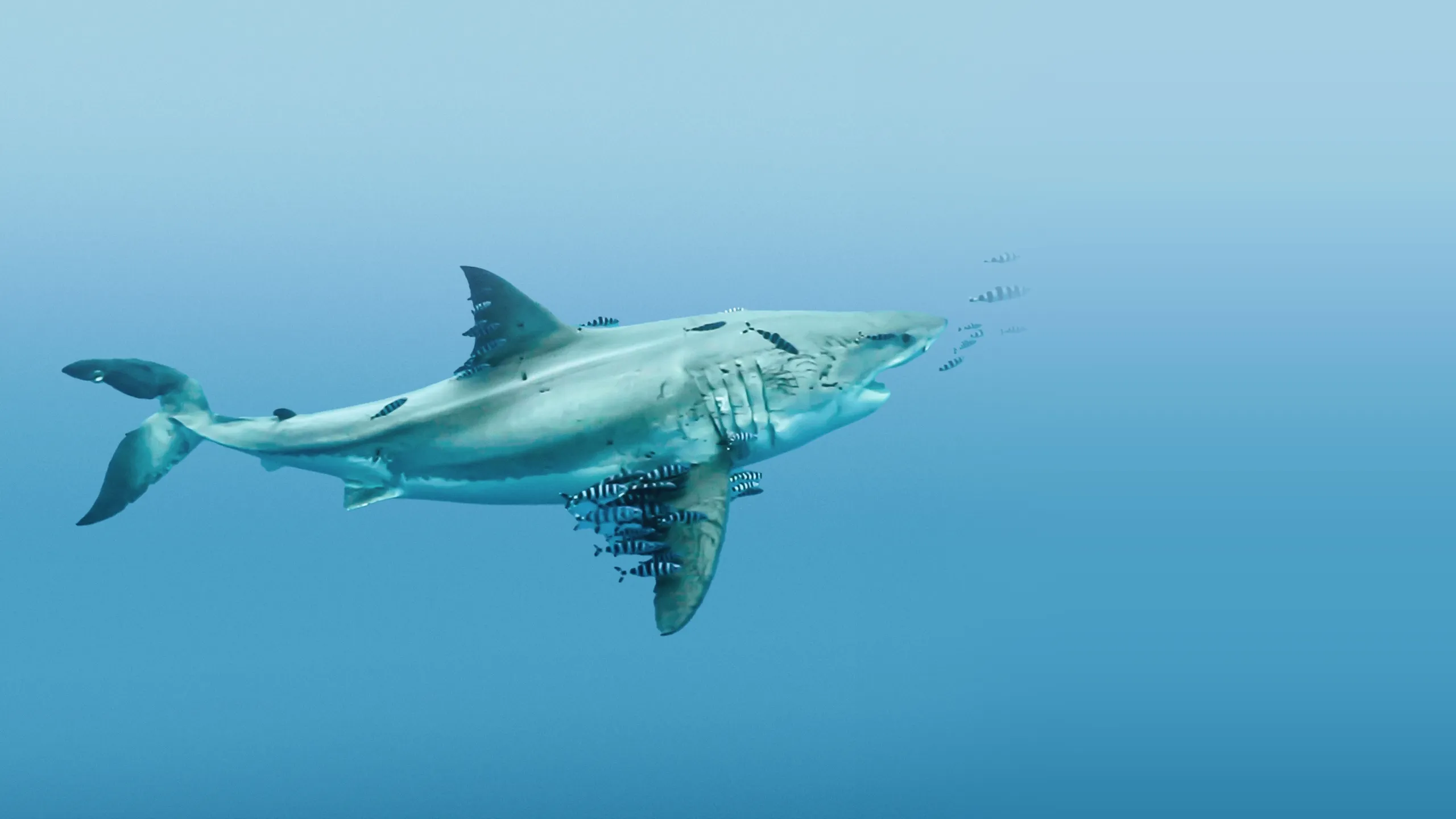 Most Wanted Sharks