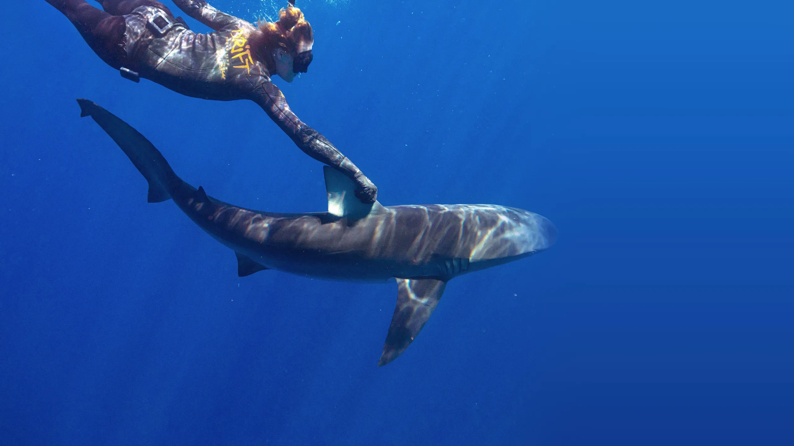 Maui Shark Mystery