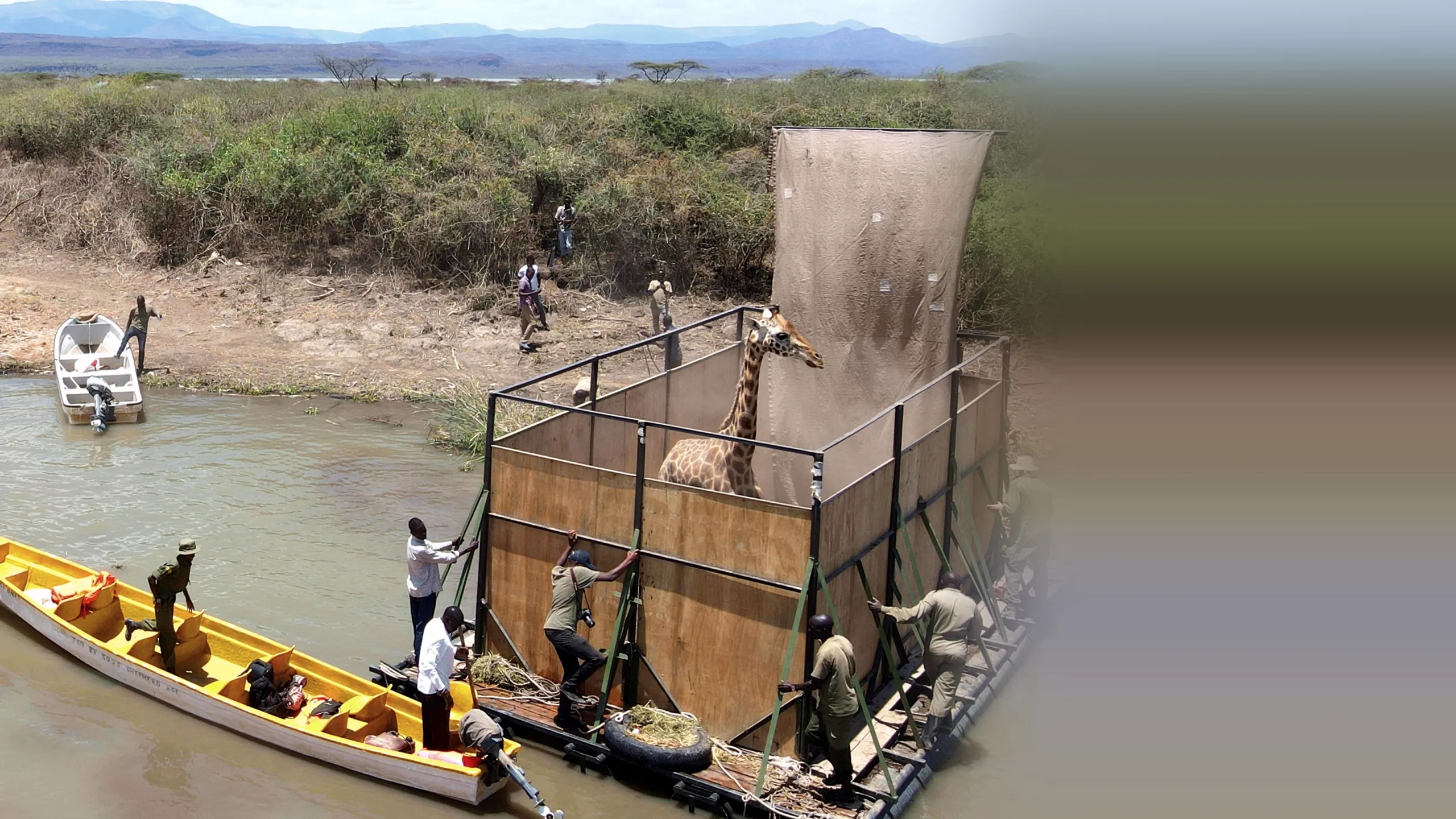 Saving Giraffes: The Long Journey Home