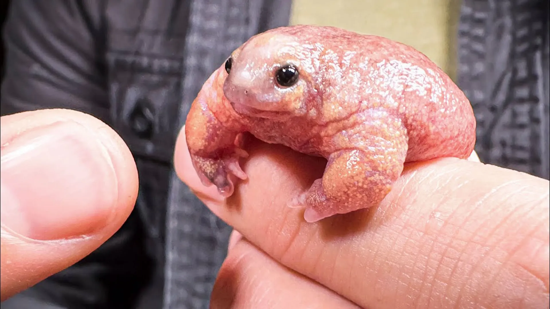thumbnail - S1:E2 Pink Creature from Down Under: Rare Turtle Frog!