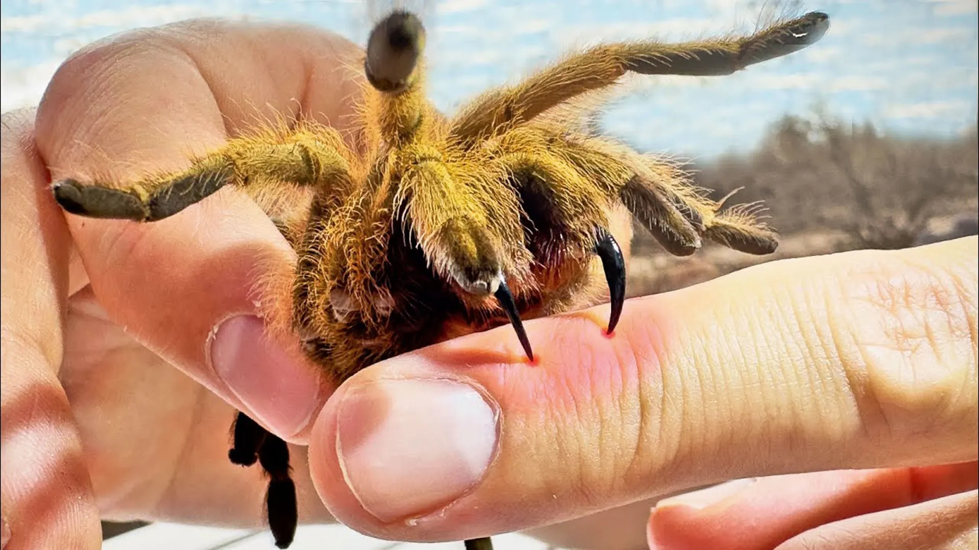 thumbnail - S1:E3 Bitten by a Tarantula!
